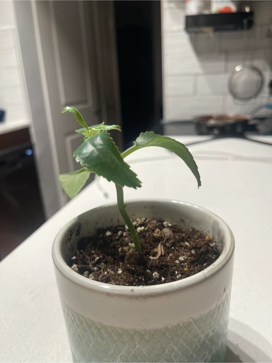 Small Potted Plant Mother of Thousands - photo 2
