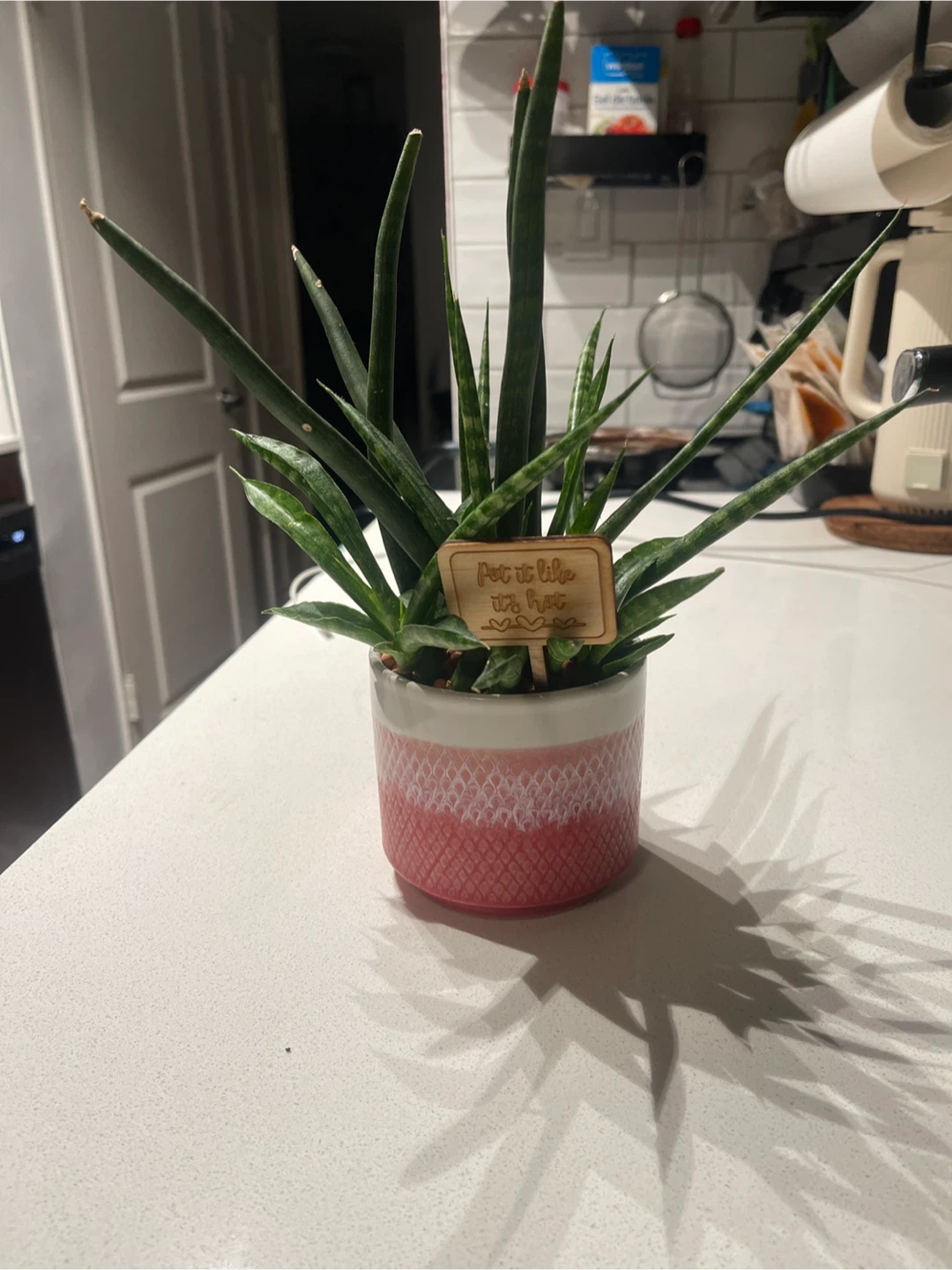 Sansevieria Cylindrica Potted Plant