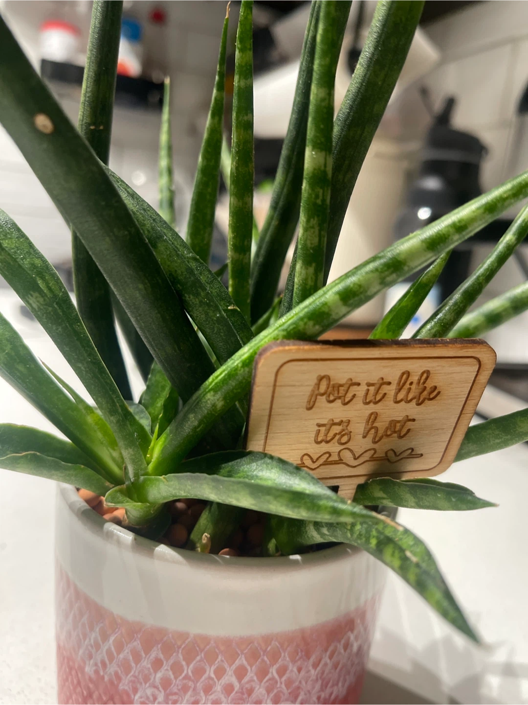 Sansevieria Cylindrica Potted Plant - photo 2