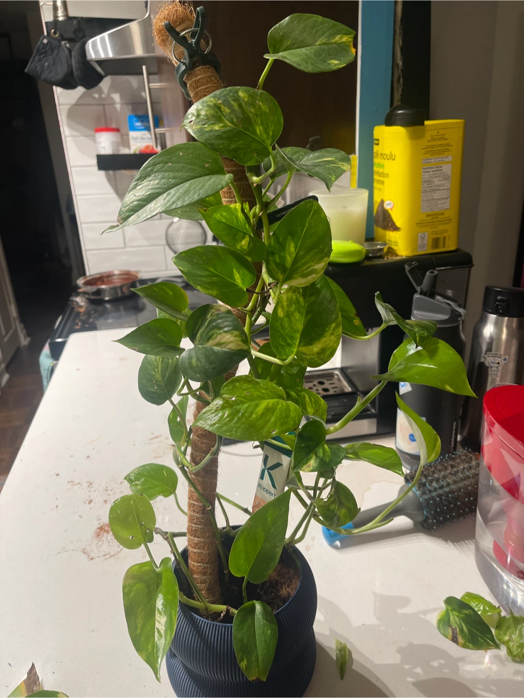 Pothos Plant on Moss Pole - photo 3