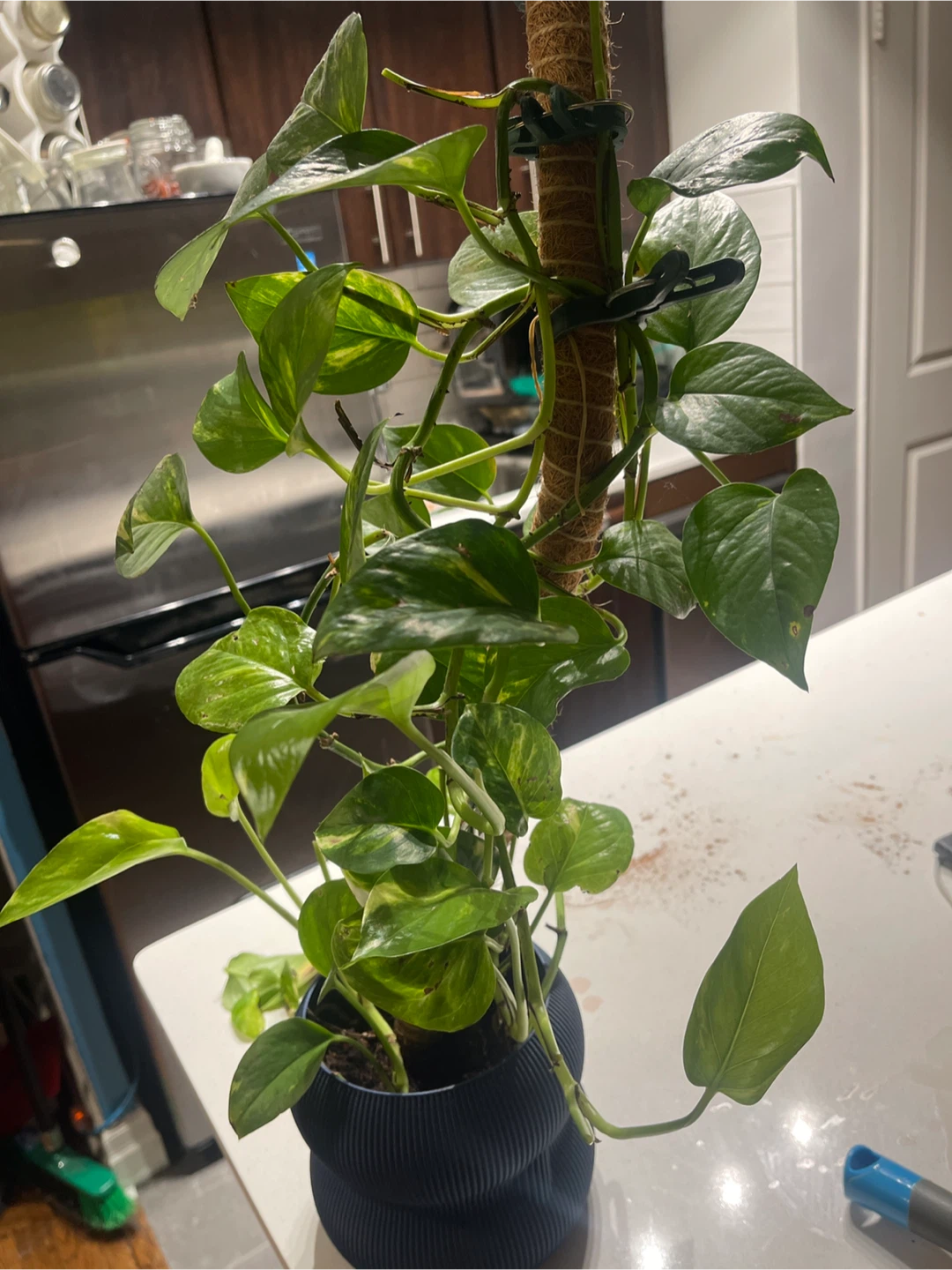 Pothos Plant on Moss Pole - photo 2