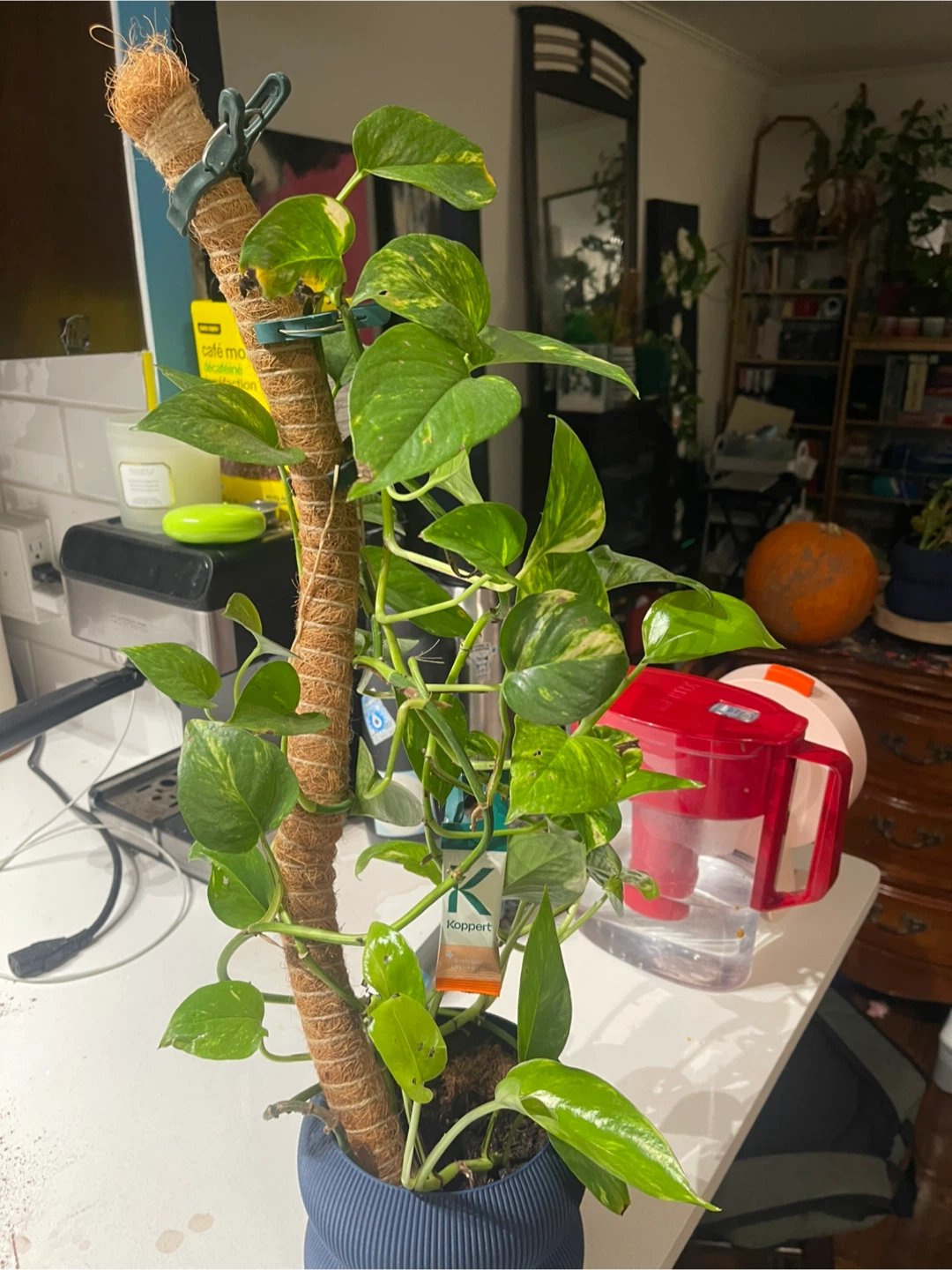 Pothos Plant on Moss Pole - photo 4