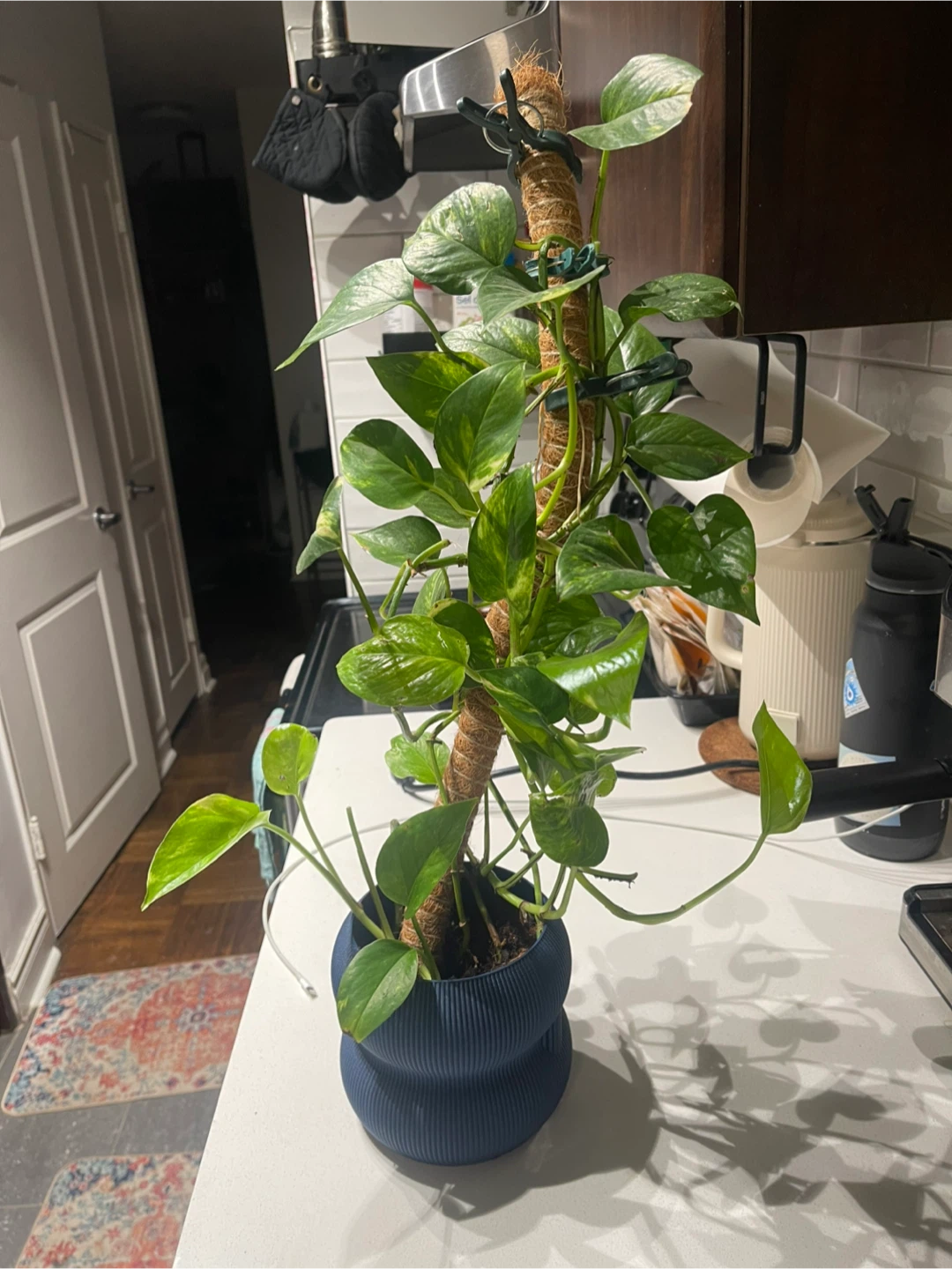 Pothos Plant on Moss Pole