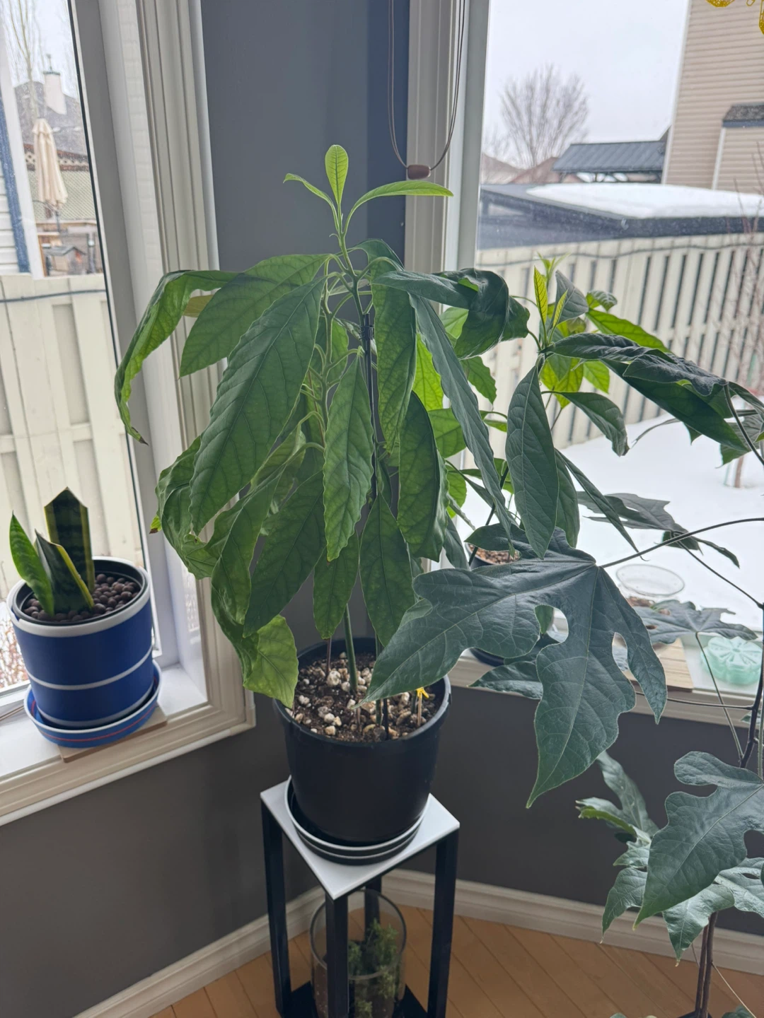 Avocado Plant with 3D printed water tray