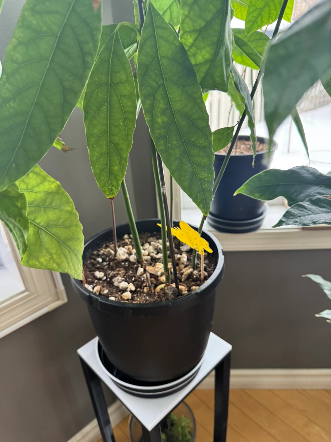Avocado Plant with 3D printed water tray - photo 3