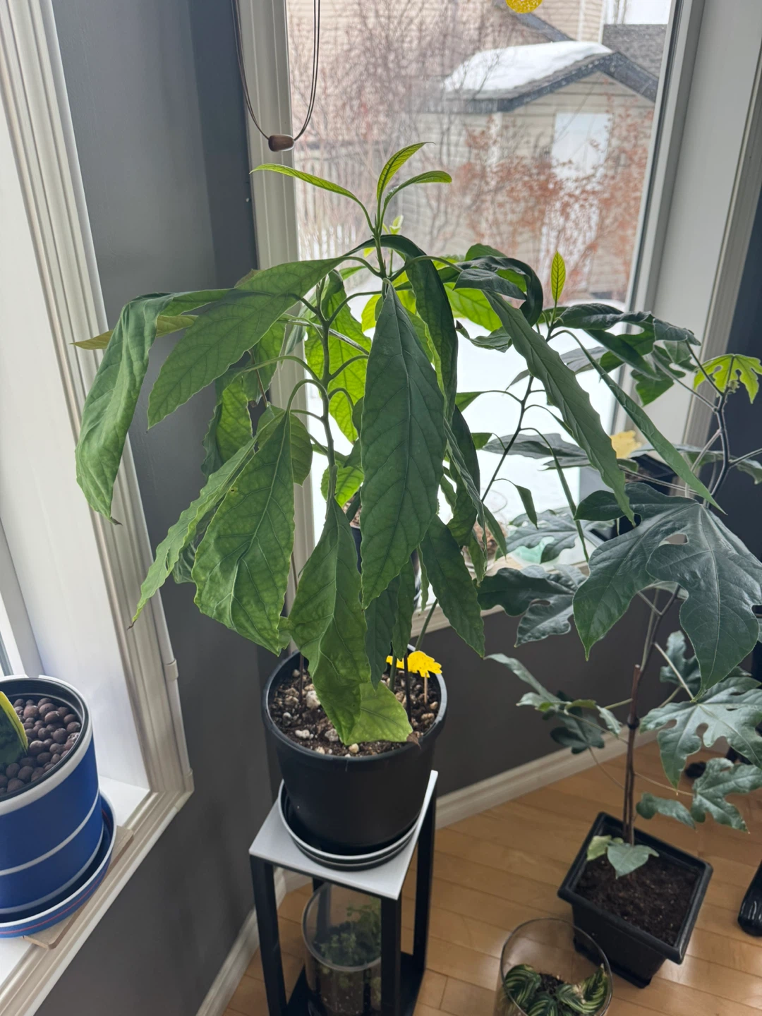Avocado Plant with 3D printed water tray - photo 4