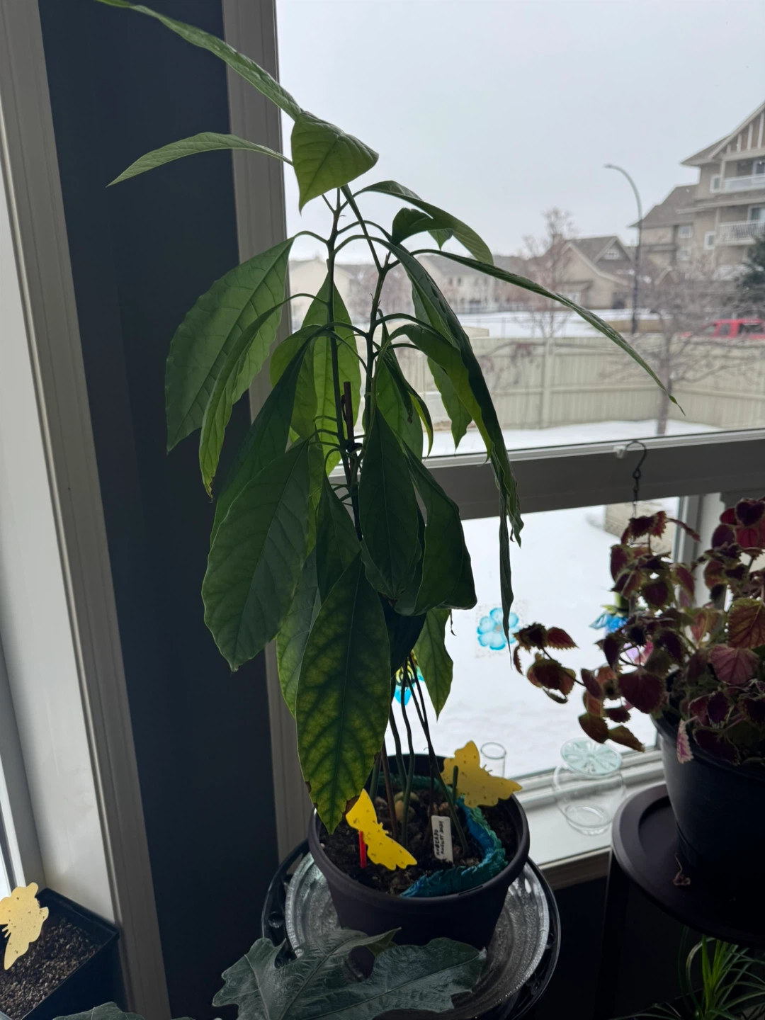 Avocado Plant with 3D printed water tray - photo 5