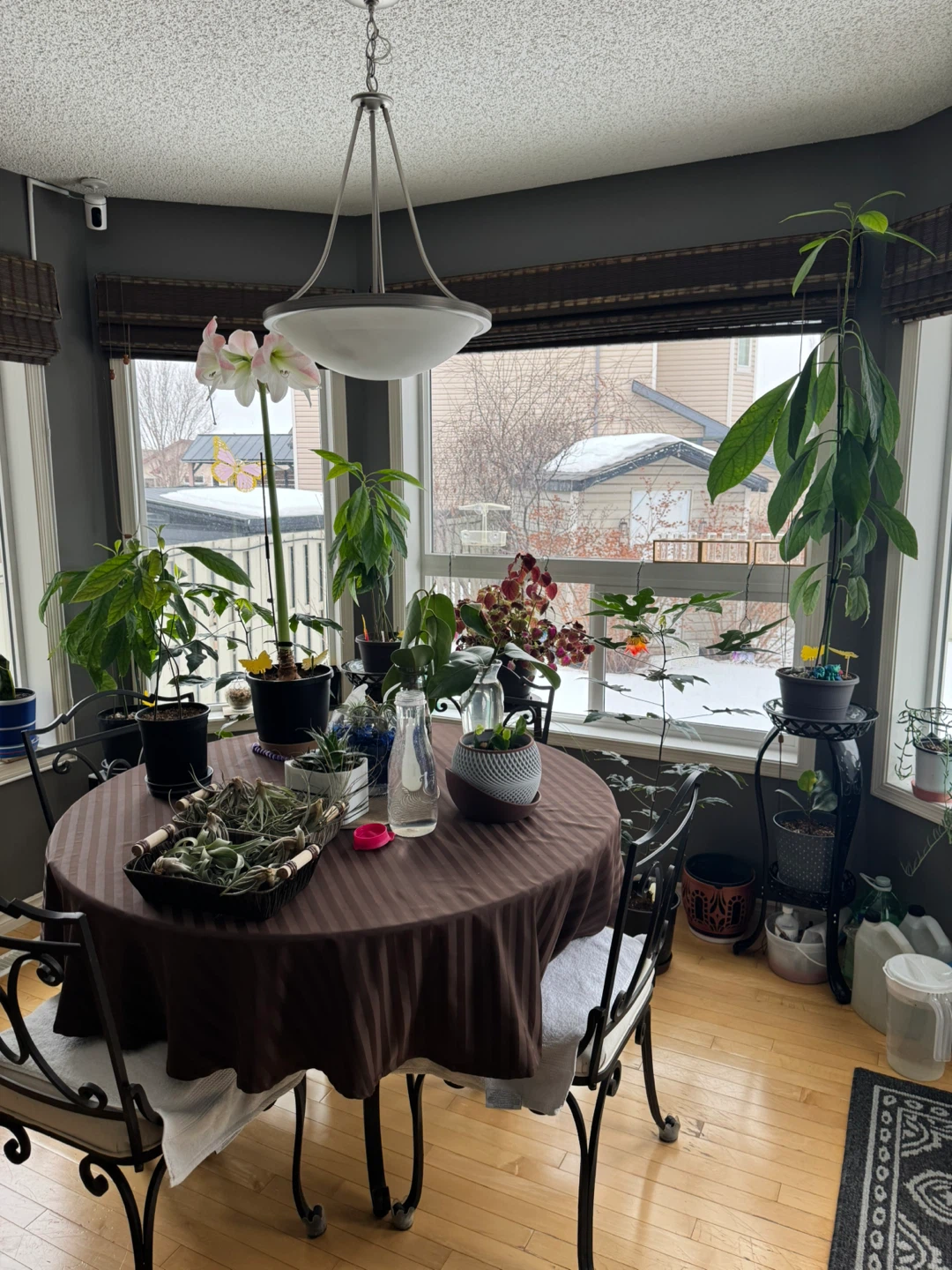 Avocado Plant with 3D printed water tray - photo 2
