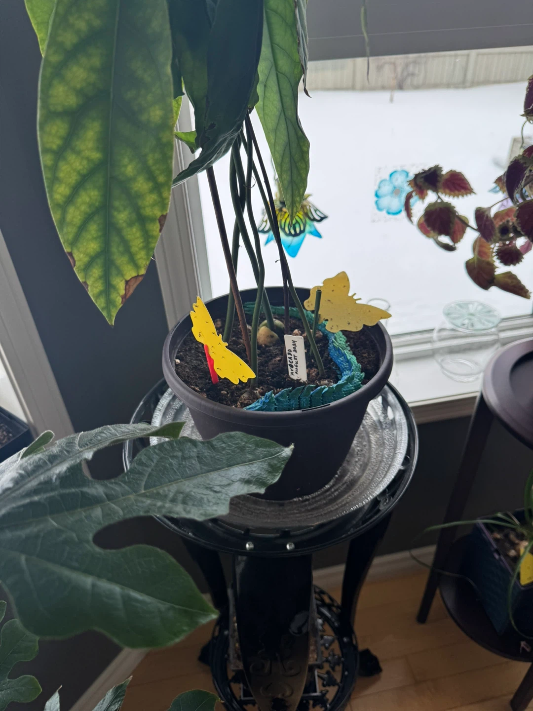 Avocado Plants - photo 2