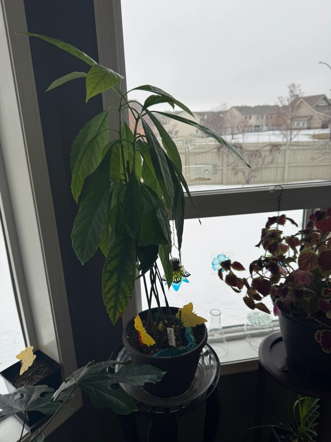 Avocado Plants