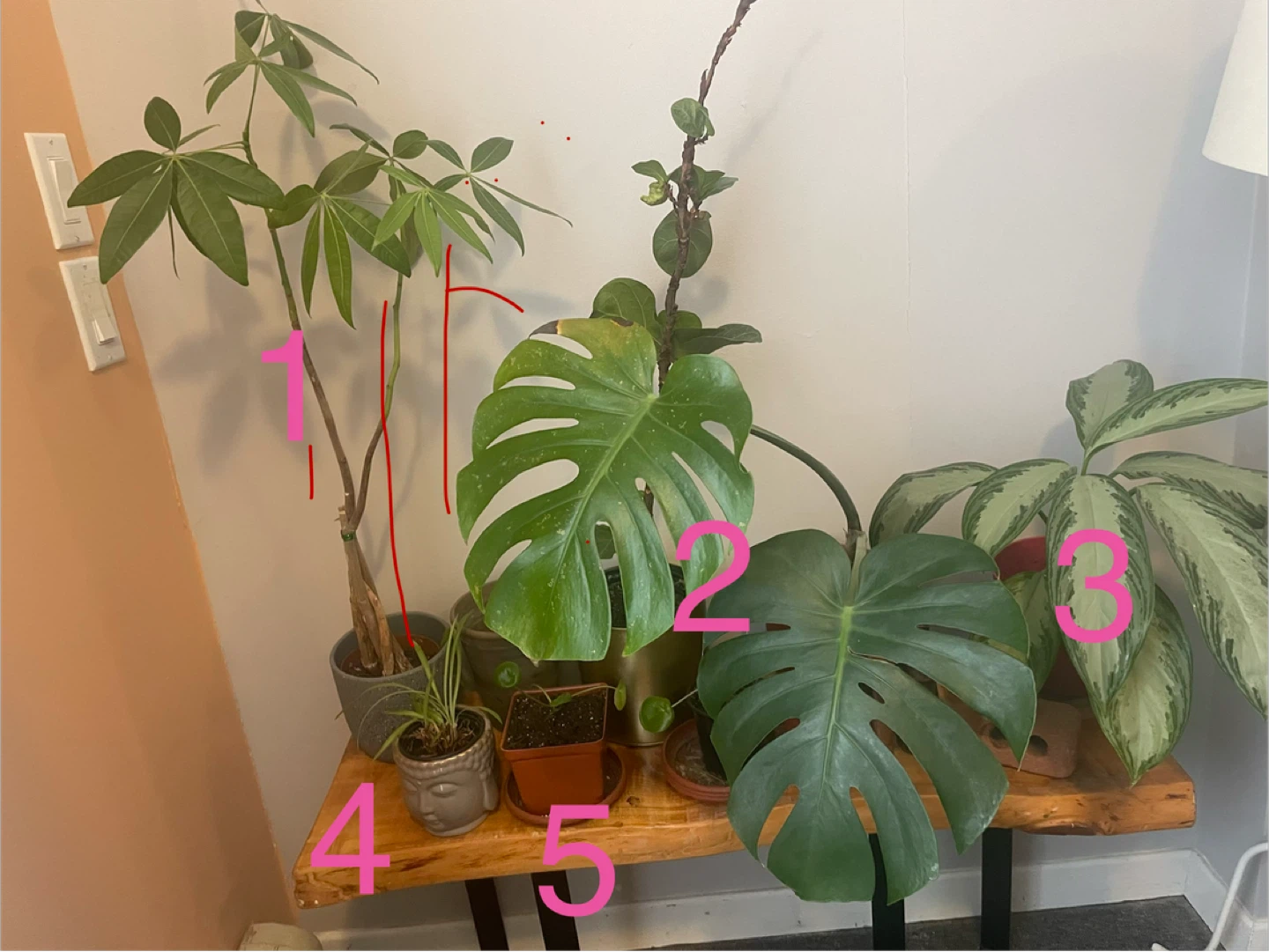 Money Tree Plant