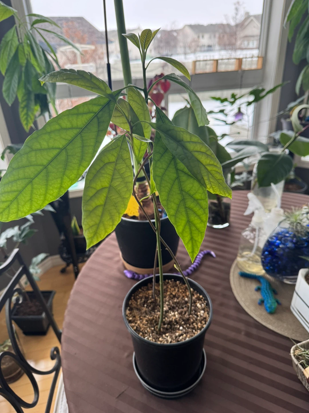 Avocado Houseplant - photo 2