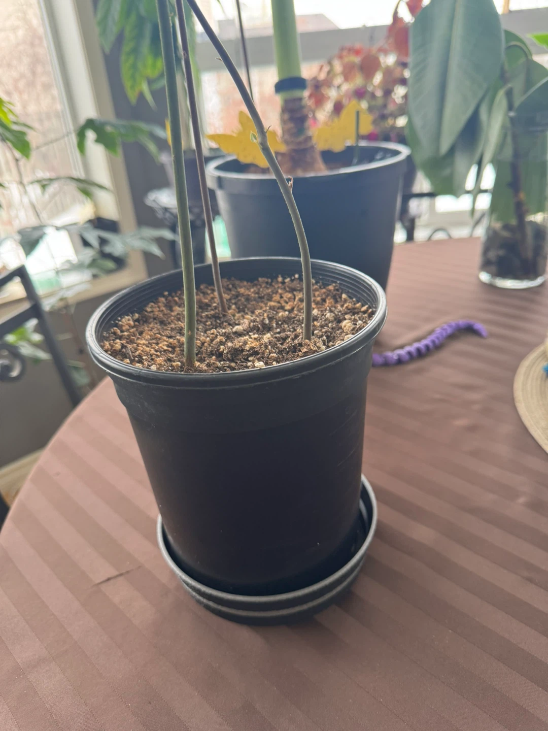Avocado Houseplant - photo 4