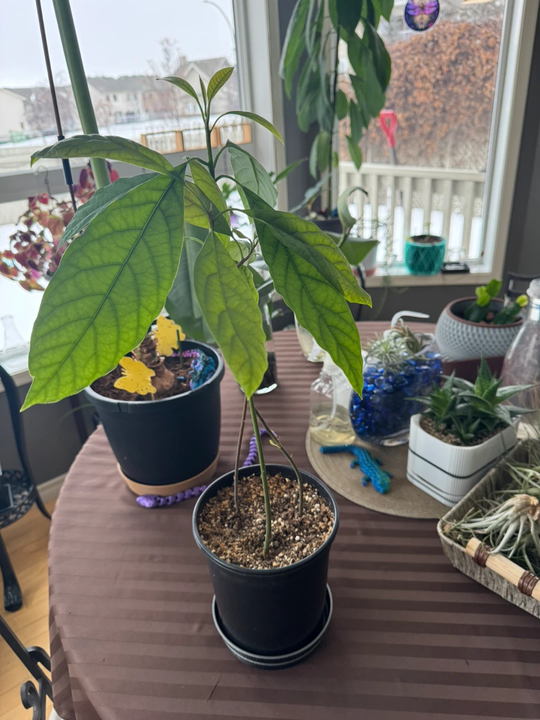 Avocado Houseplant - photo 3