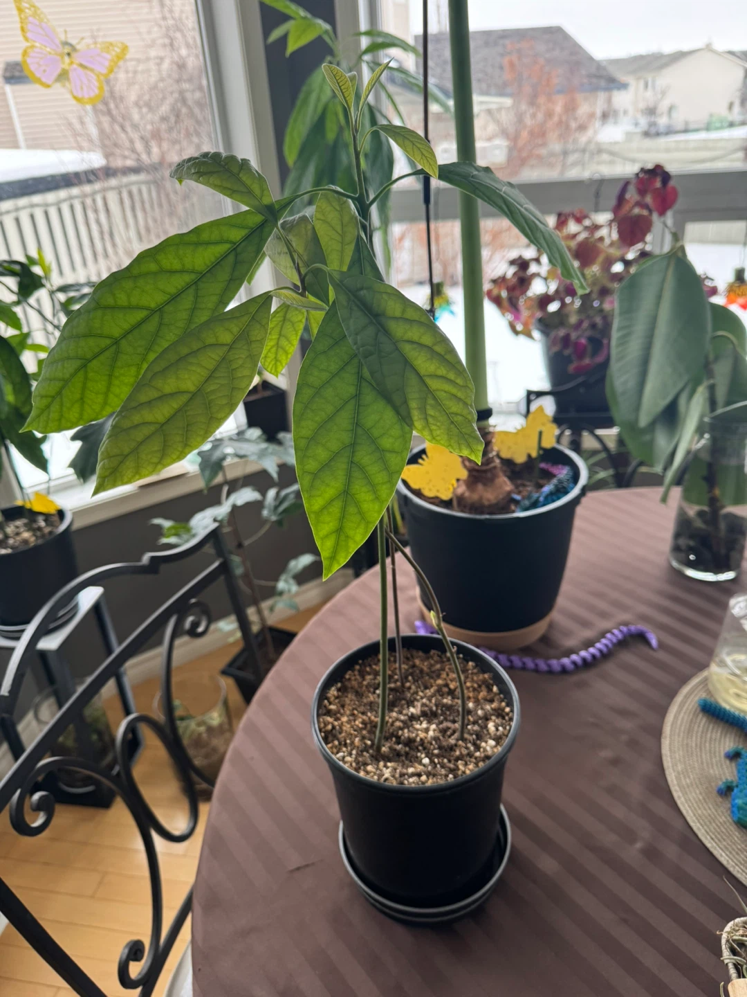Avocado Houseplant