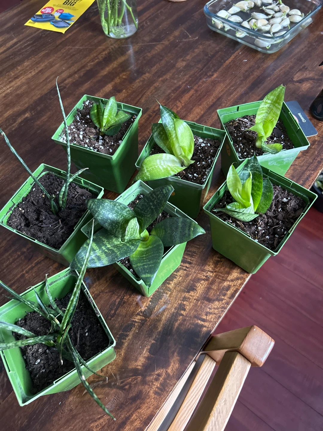 Plants