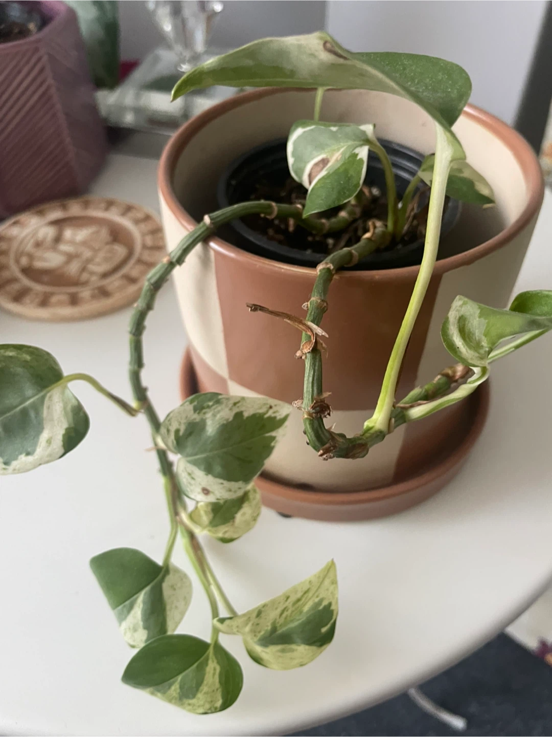 Pothos Plant in Brown and White Pot