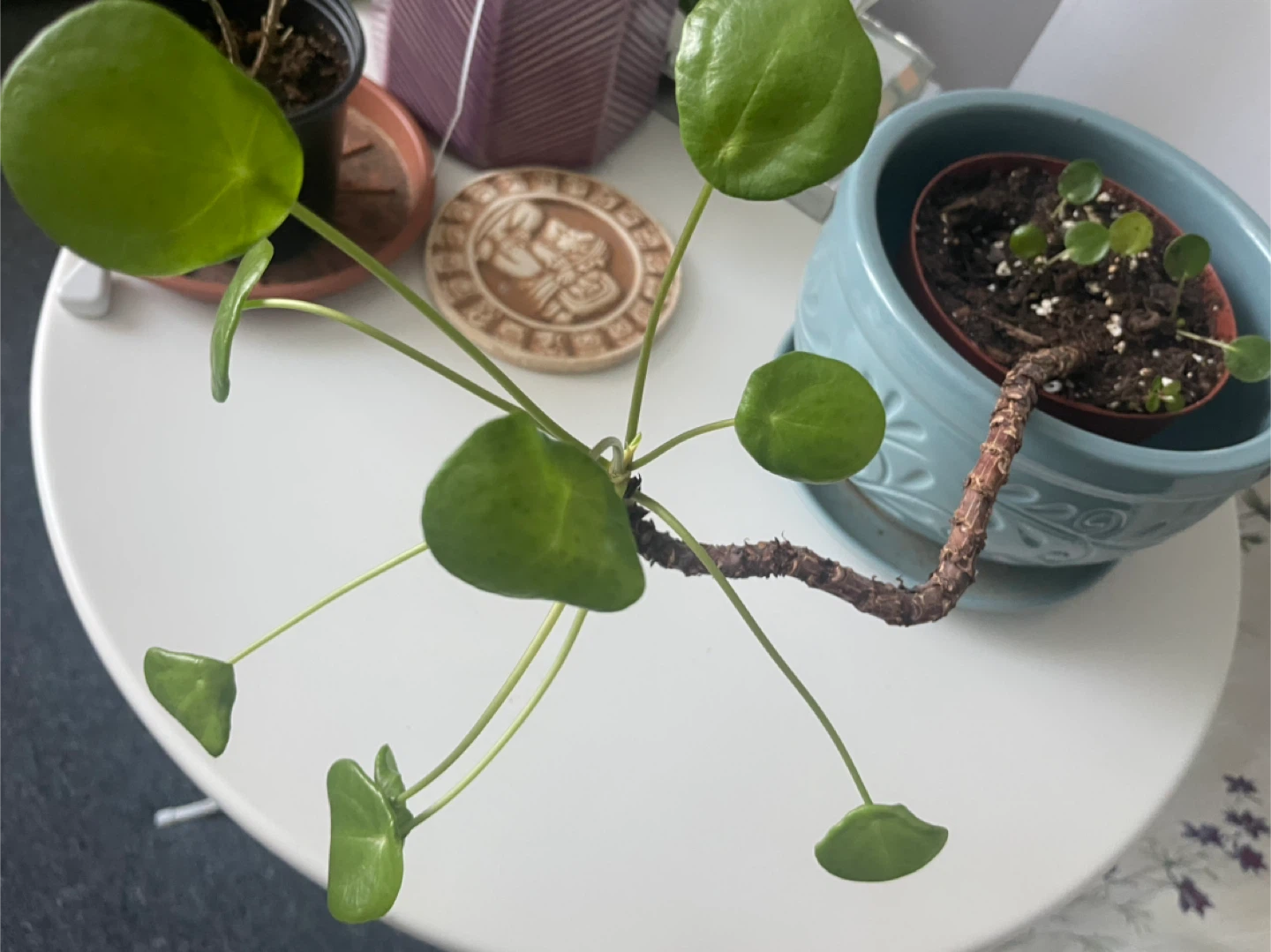 Chinese Money Plant (Pilea Peperomioides)