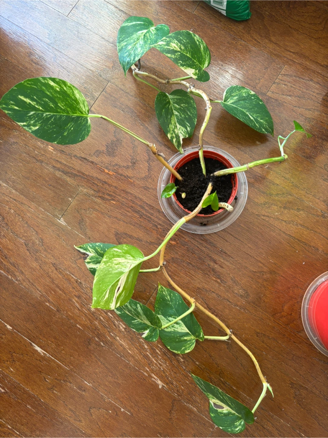 Pothos Plant Cuttings