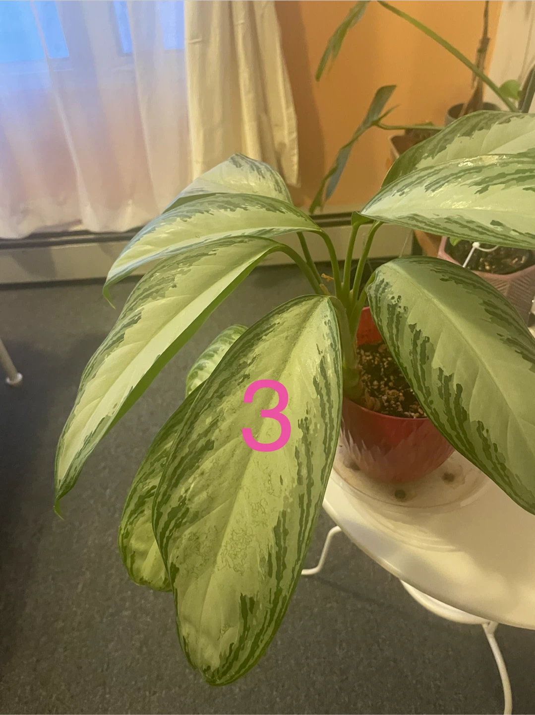 Money Tree Plant - photo 3