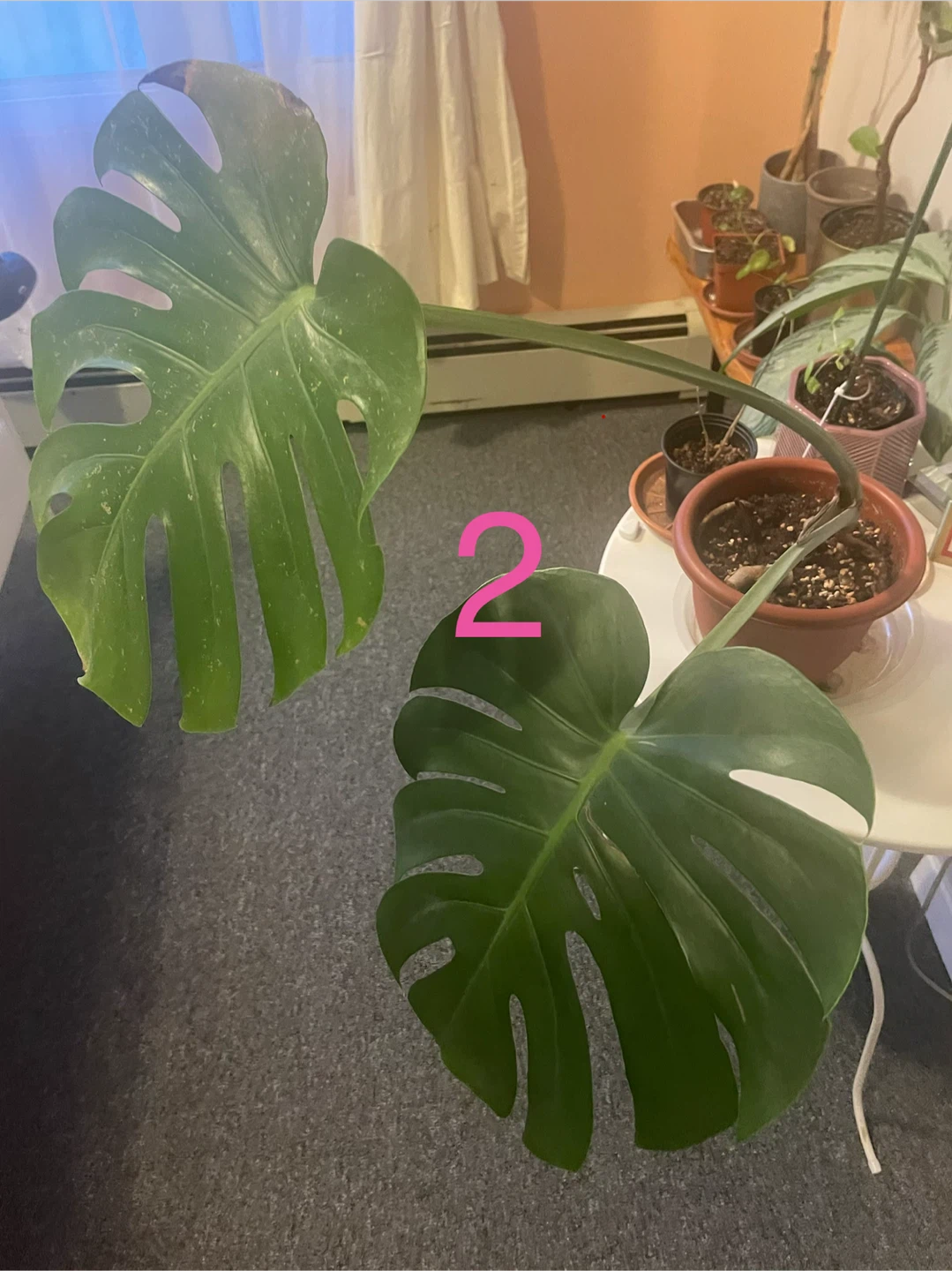 Money Tree Plant - photo 2