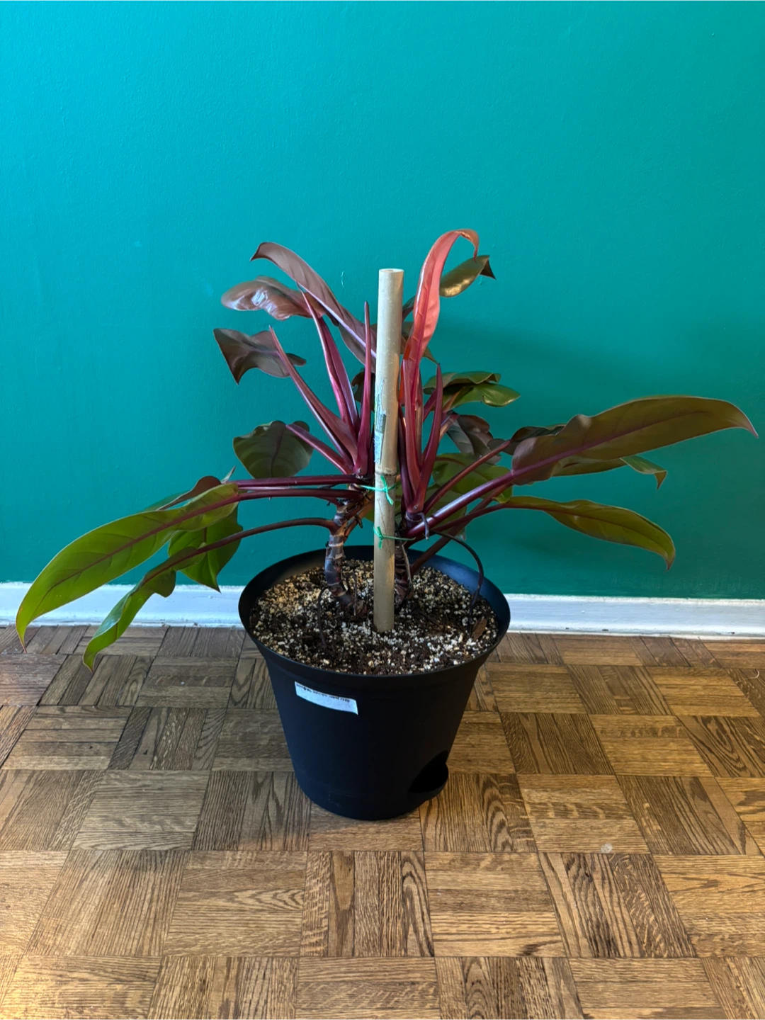Philodendron ‘Prince of Orange’ - photo 4