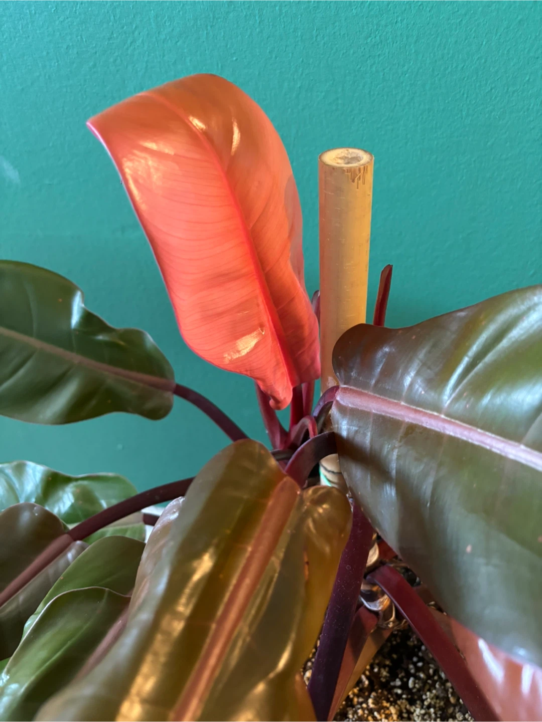 Philodendron ‘Prince of Orange’ - photo 2