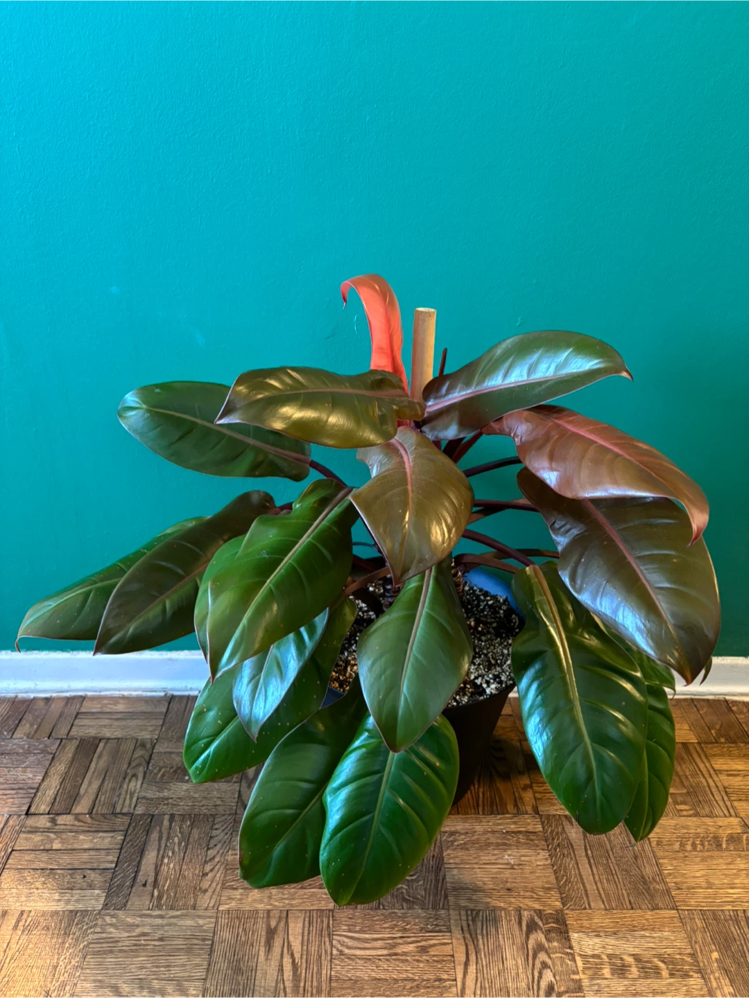 Philodendron ‘Prince of Orange’