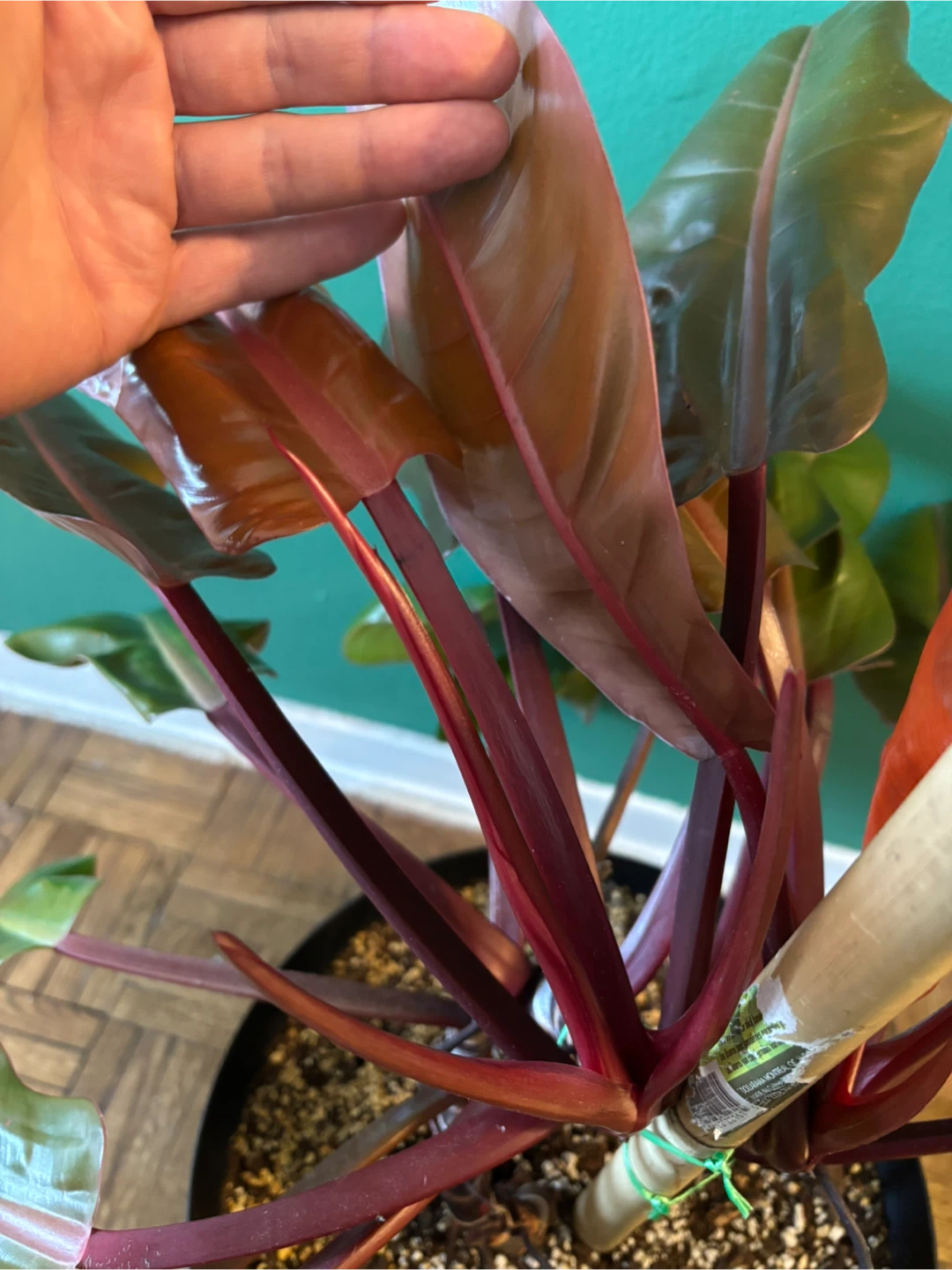 Philodendron ‘Prince of Orange’ - photo 3