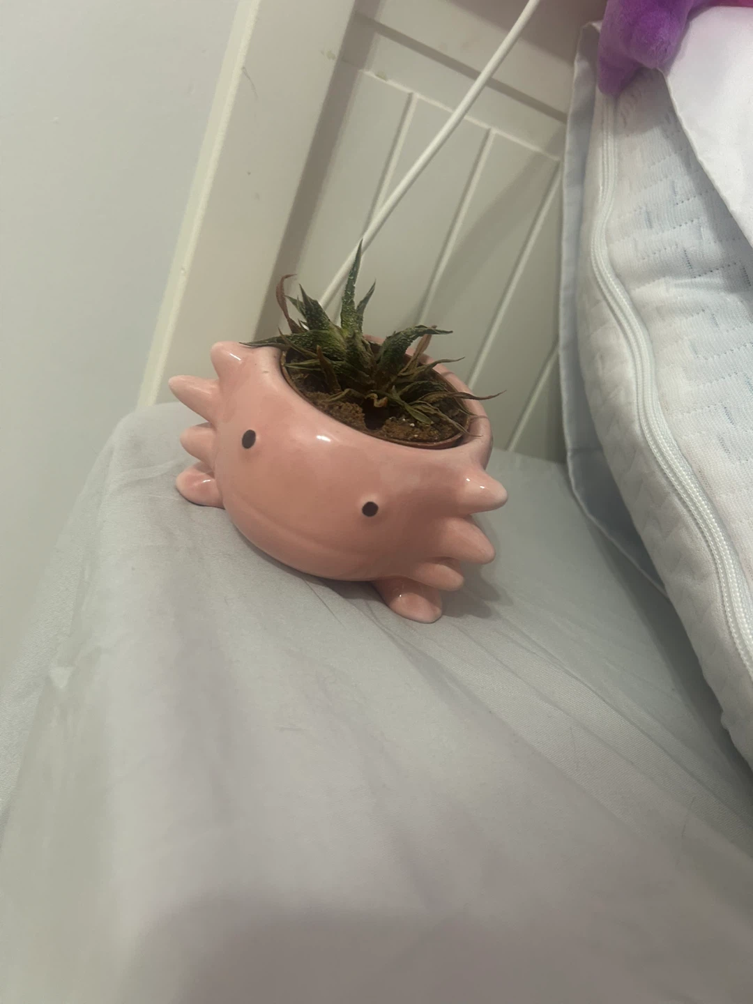 axolotl pot (succulent is dead so just the pot)