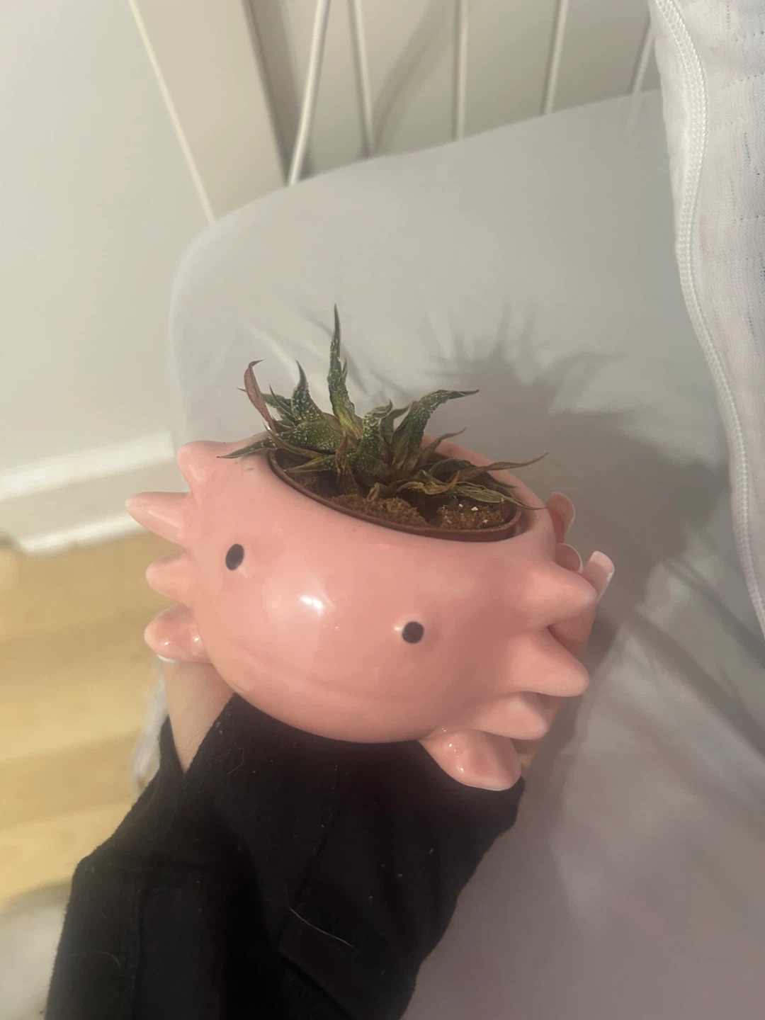 axolotl pot (succulent is dead so just the pot) - photo 3