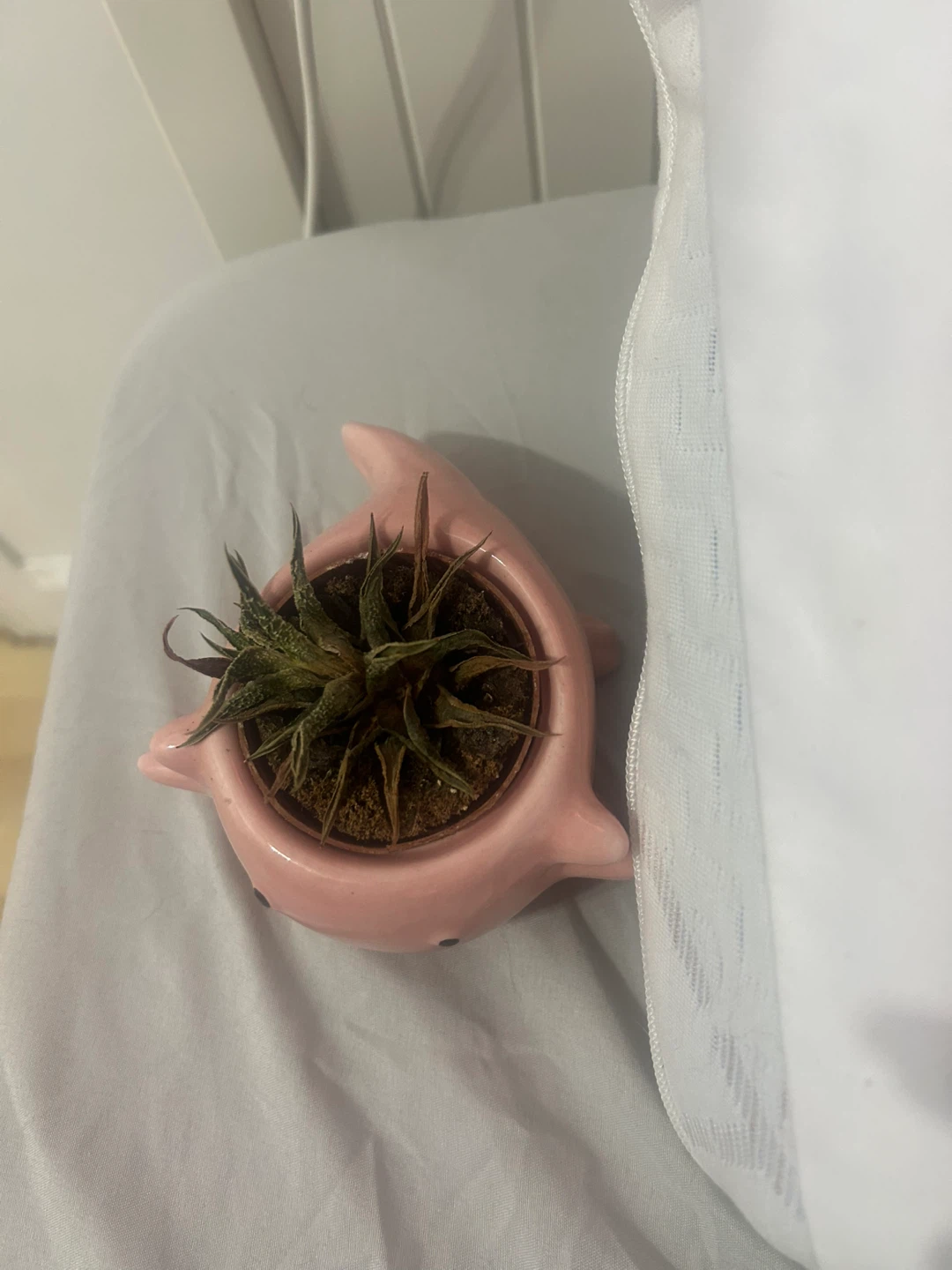 axolotl pot (succulent is dead so just the pot) - photo 2