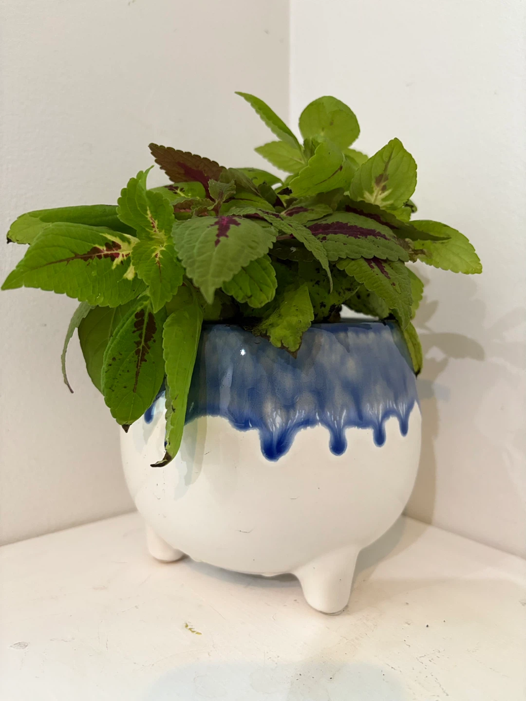 Blue Drip Cutie 💙🌿