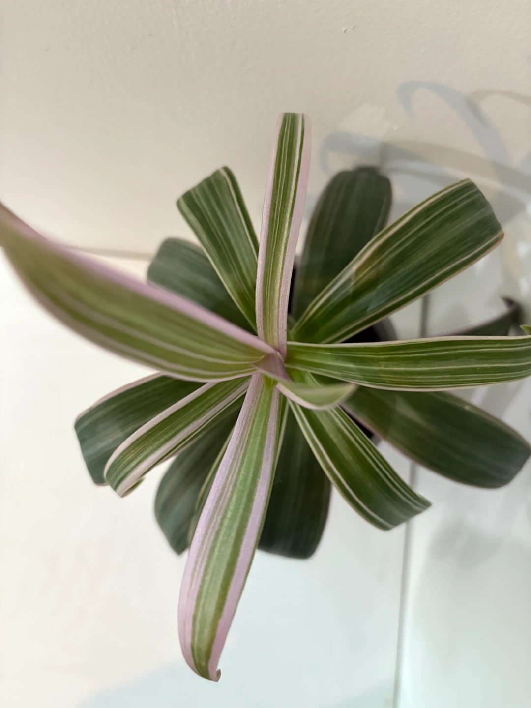 Tradescantia Nanouk Plant