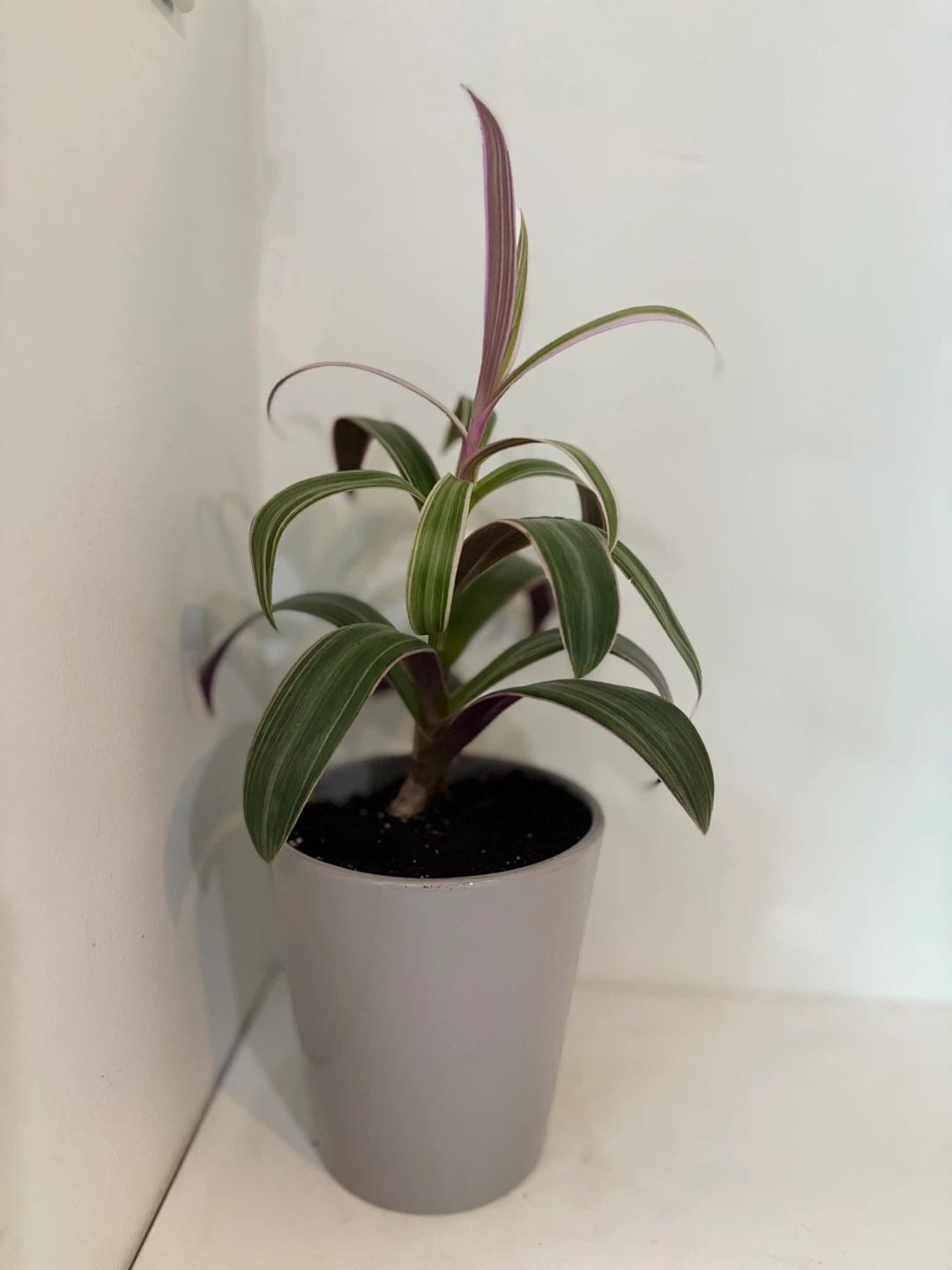 Tradescantia Nanouk Plant - photo 4