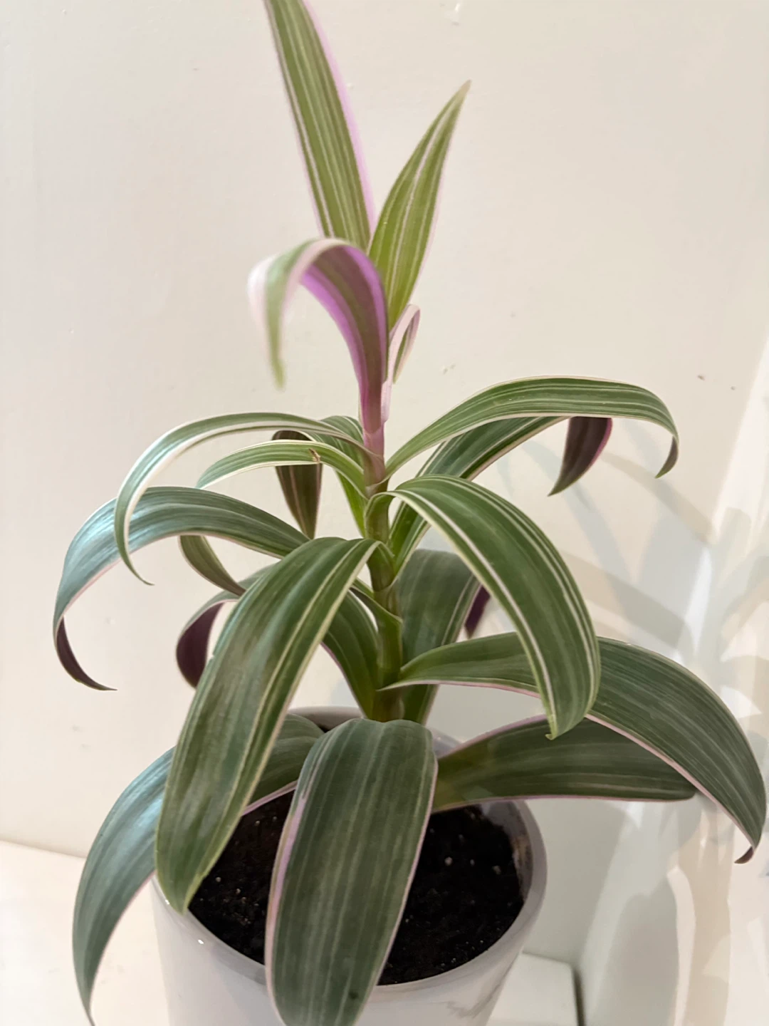Tradescantia Nanouk Plant - photo 3