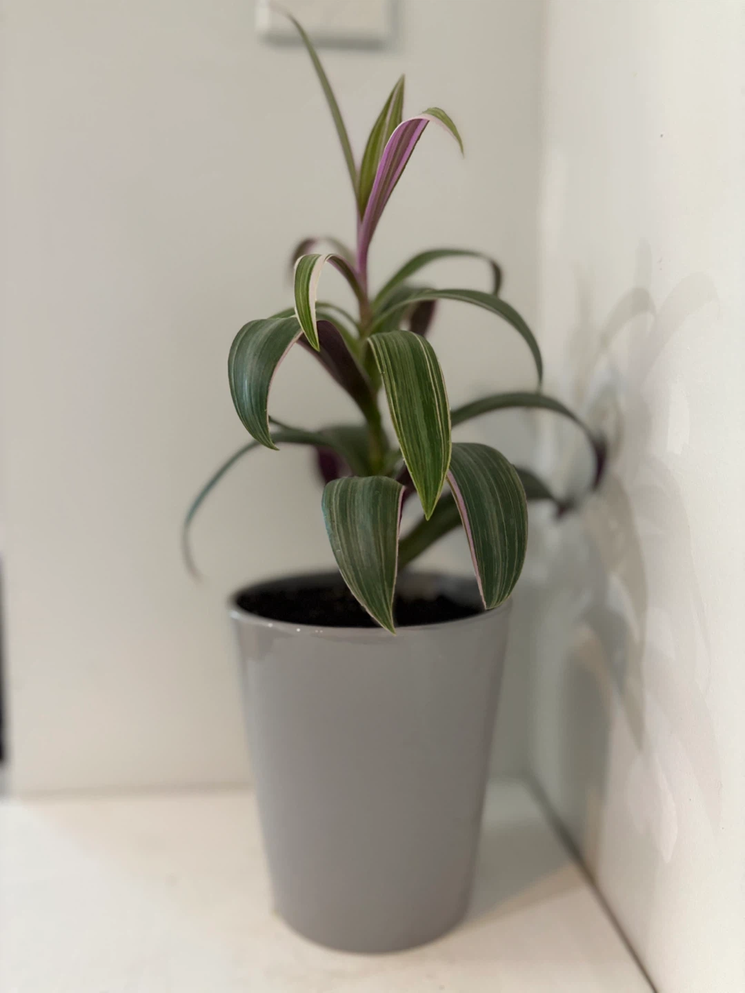 Tradescantia Nanouk Plant - photo 2