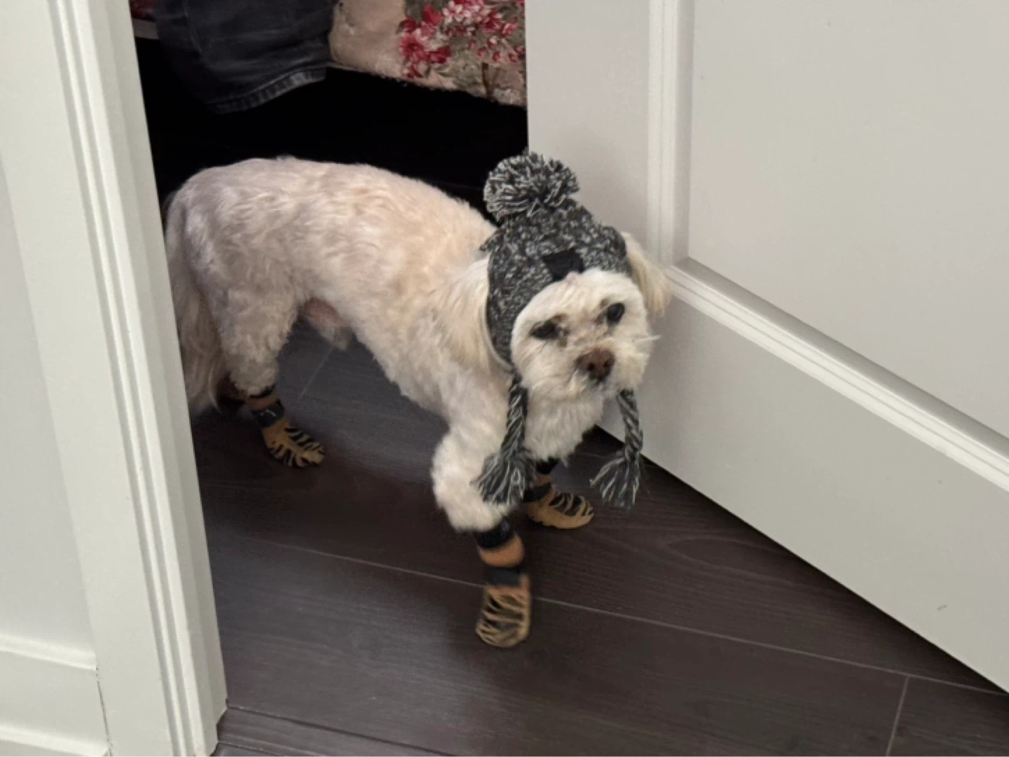 Canada Pooch dog beanie size Small - photo 2