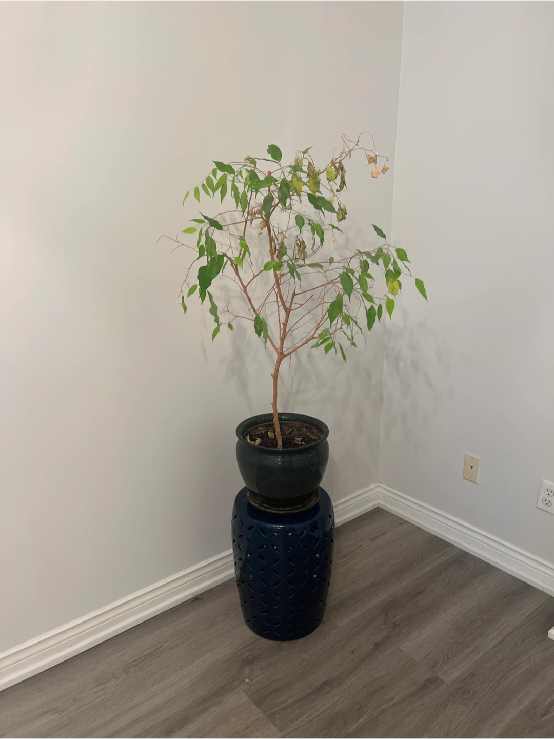 Weeping Fig Plant in Dark Blue Ceramic Pot Stand