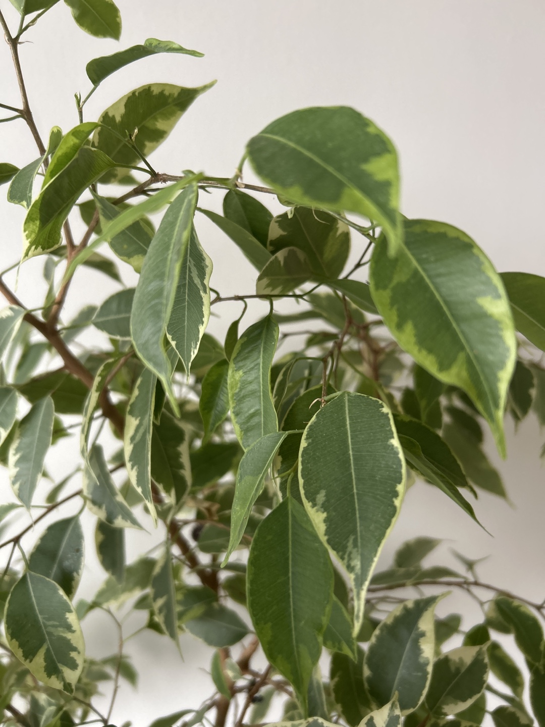 Healthy and beautiful Benjamin Tree 40”- indoor plant - photo 3