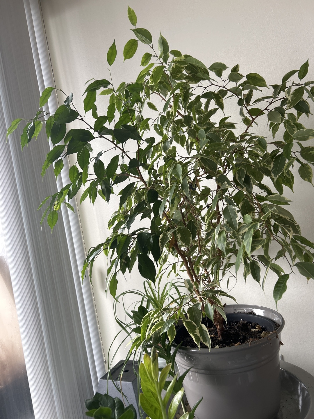 Healthy and beautiful Benjamin Tree 40”- indoor plant - photo 2