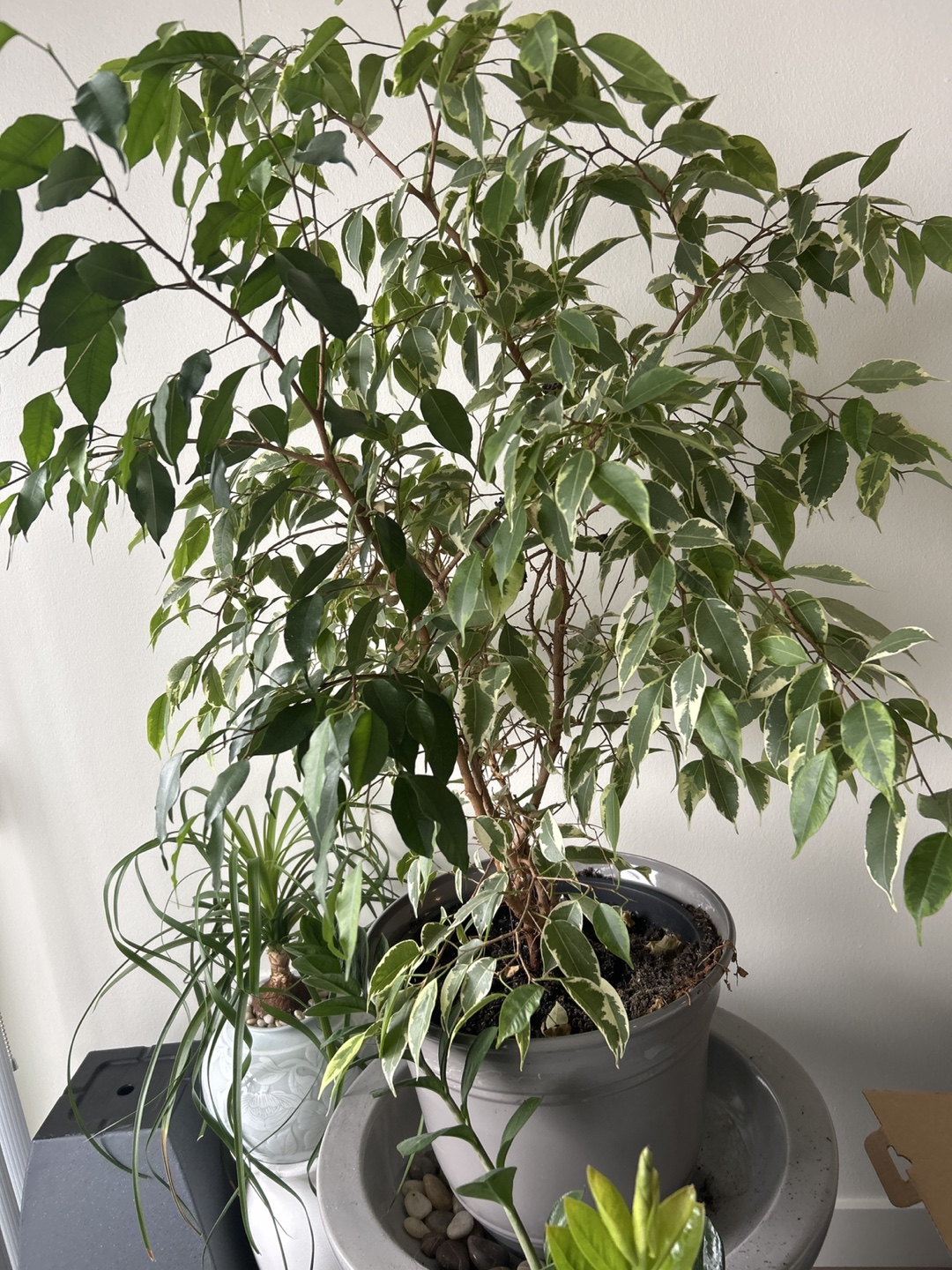 Healthy and beautiful Benjamin Tree 40”- indoor plant