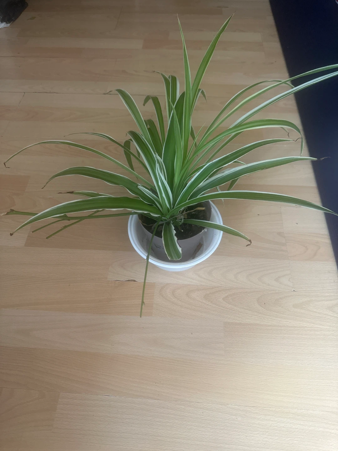 Spider Plant in Pot - photo 2