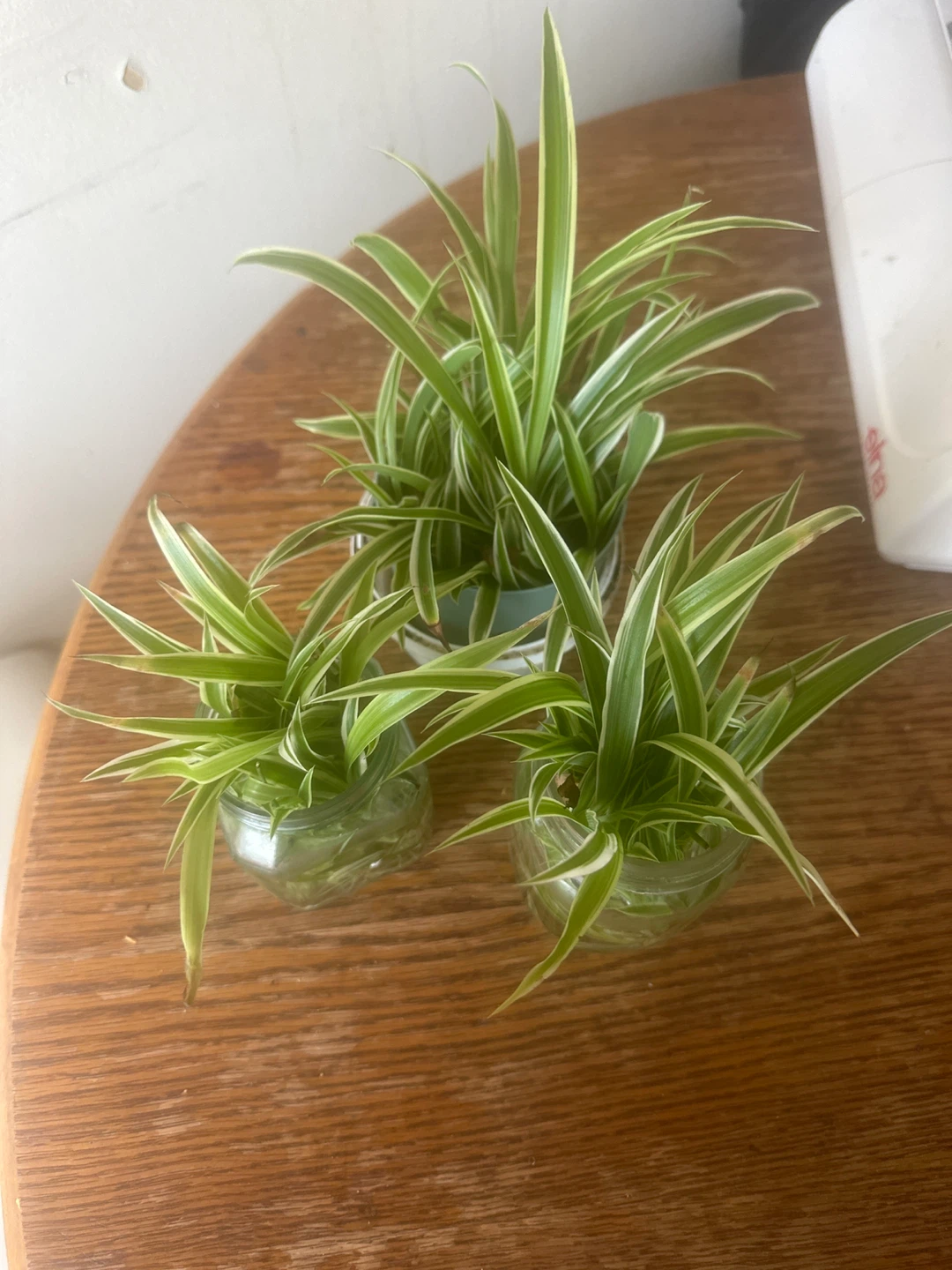 Spider Plant Babies - 3 Small Plants - photo 2
