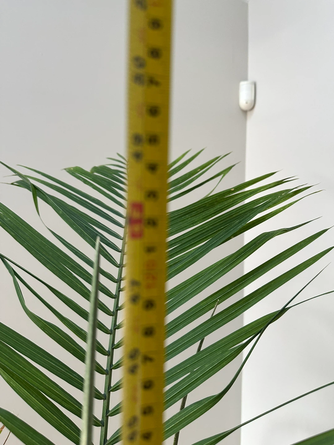 Large Potted Palm Tree - photo 4