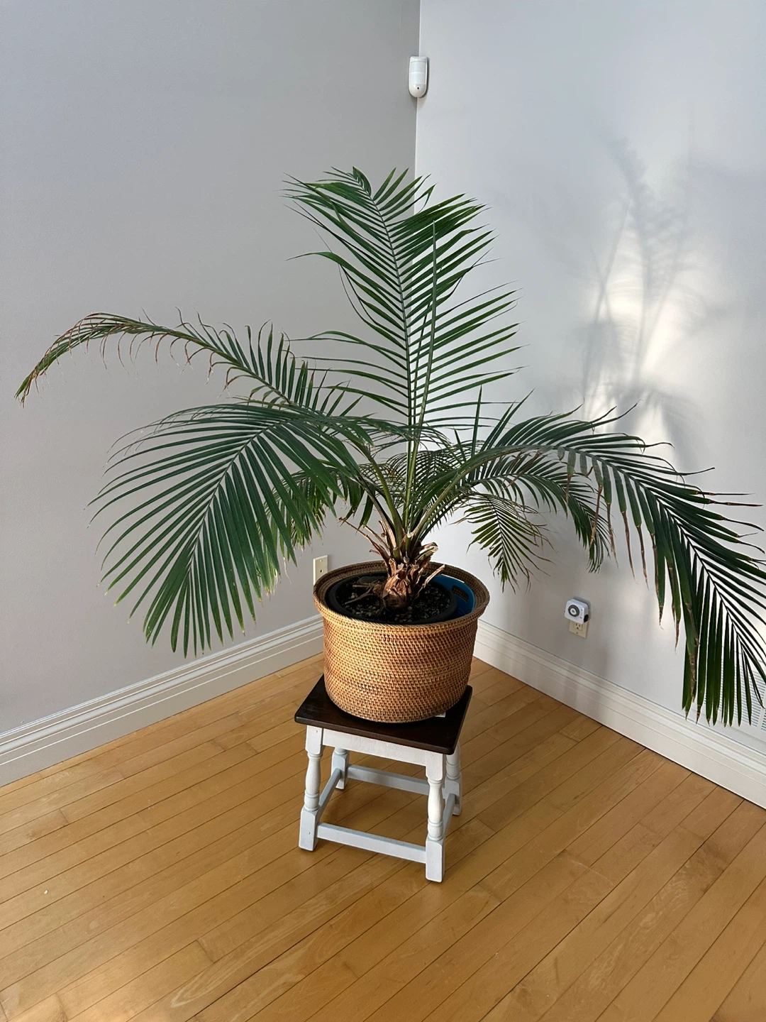 Large Potted Palm Tree