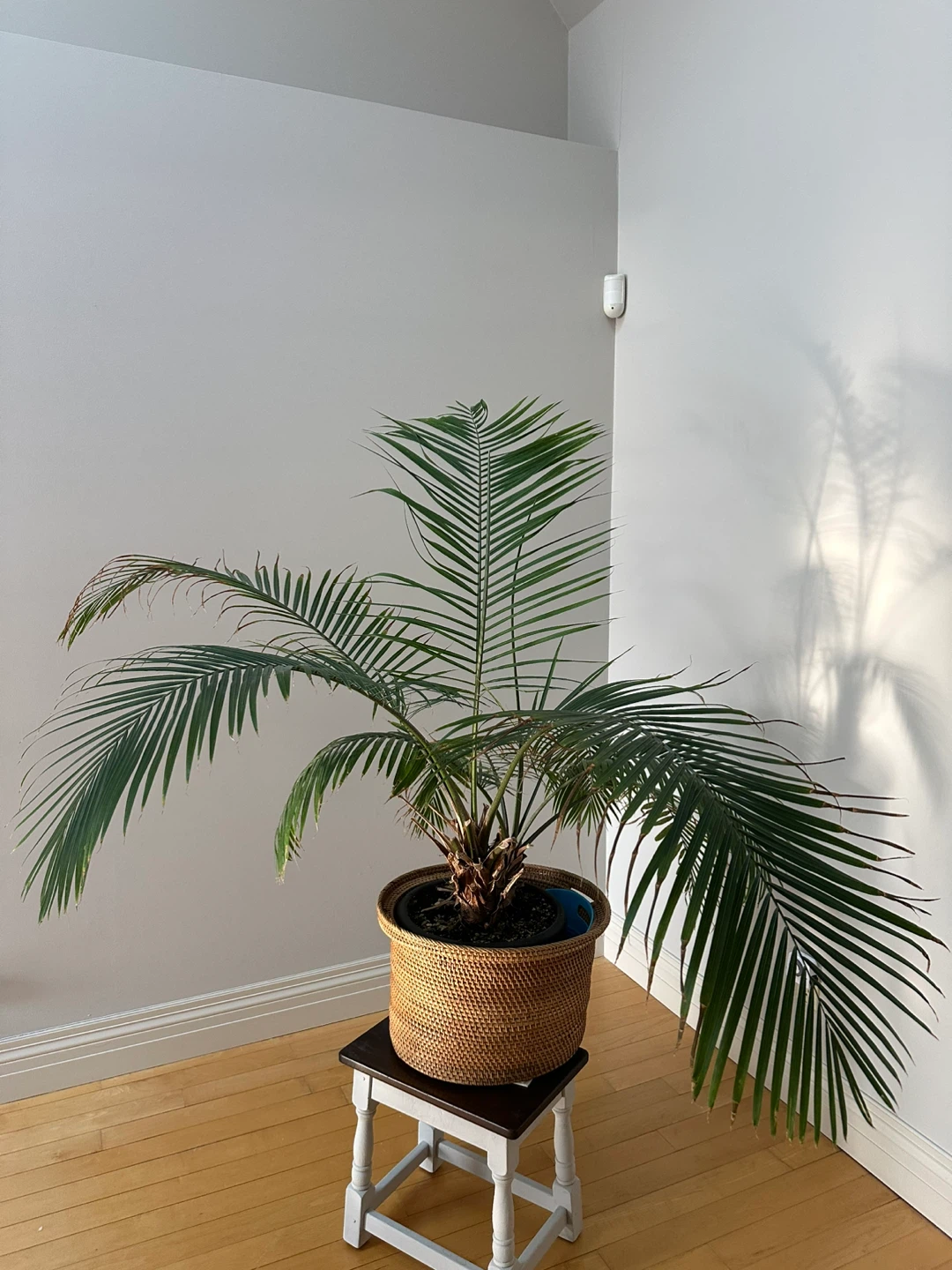 Large Potted Palm Tree - photo 2
