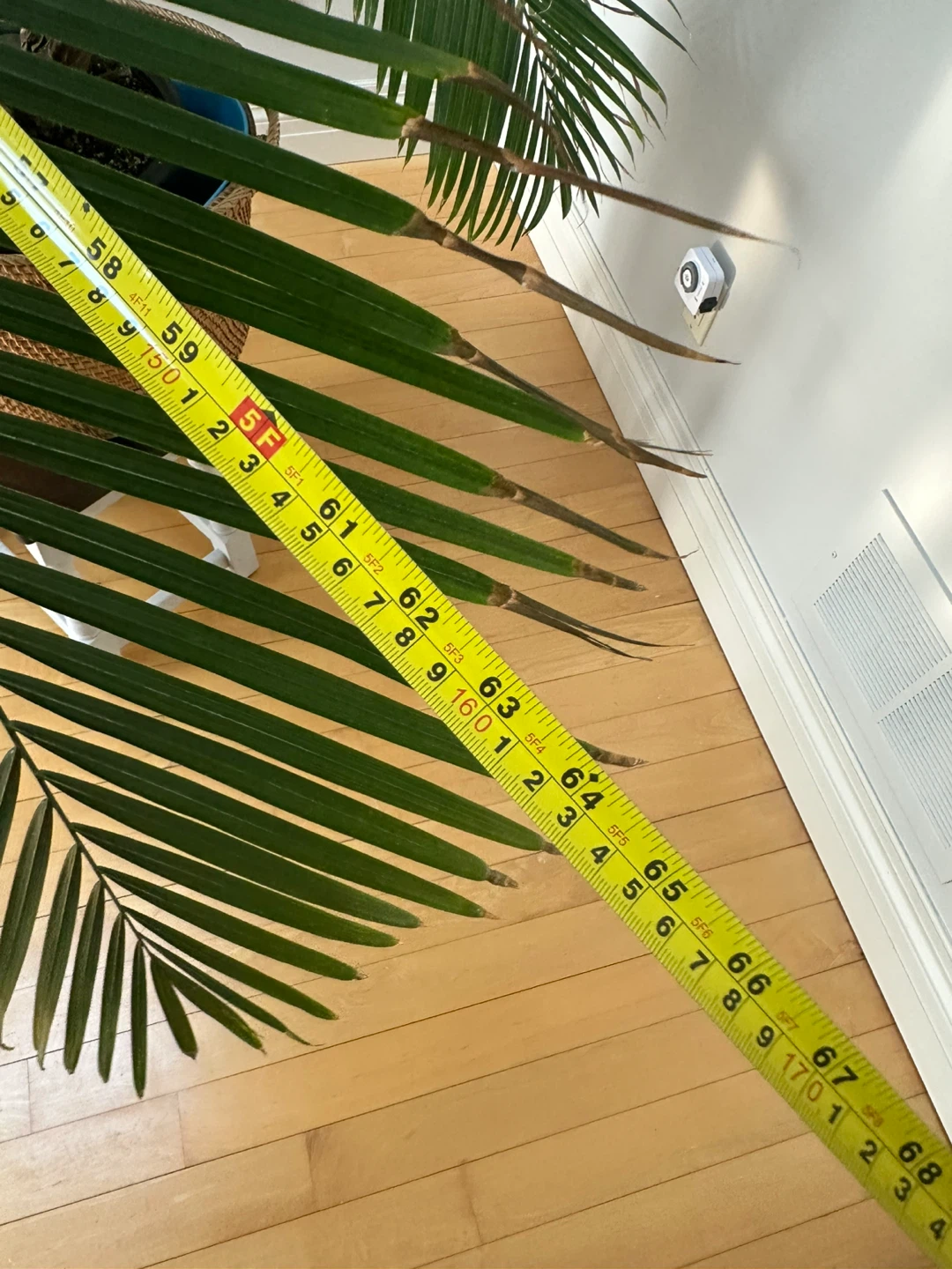 Large Potted Palm Tree - photo 3