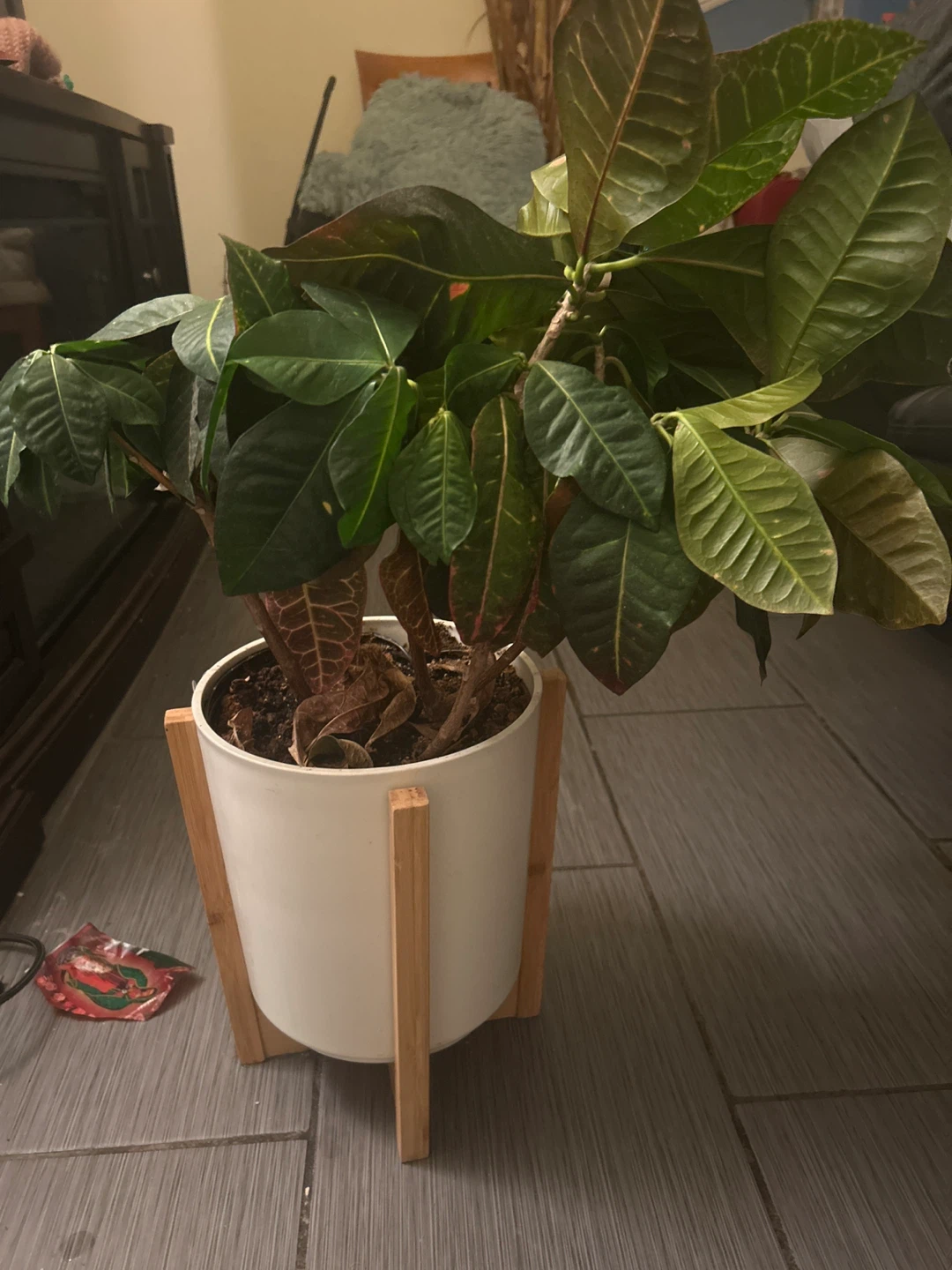 Potted Croton Plant in White Ceramic Pot with Wood Stand