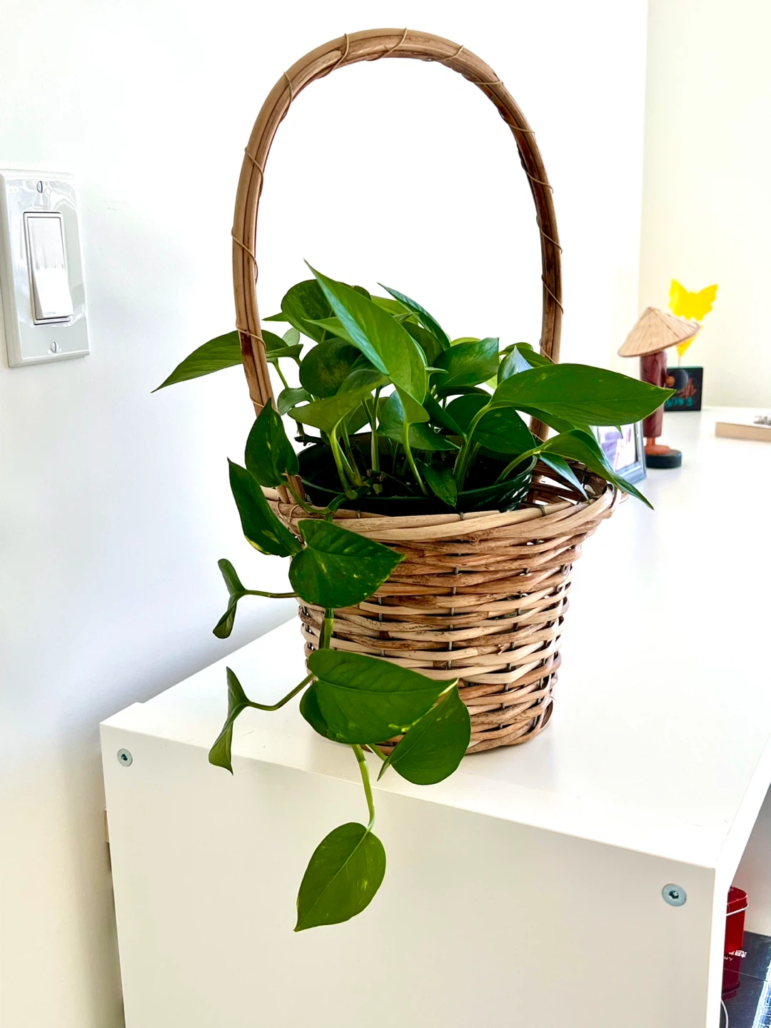 Pothos plant in a wicker basket - photo 3